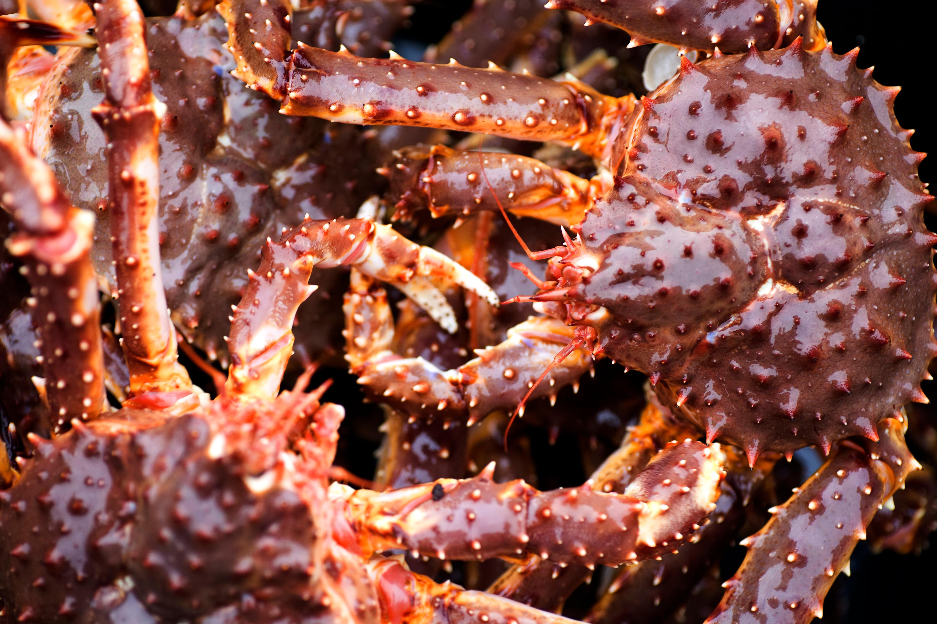 King crabs from Norway