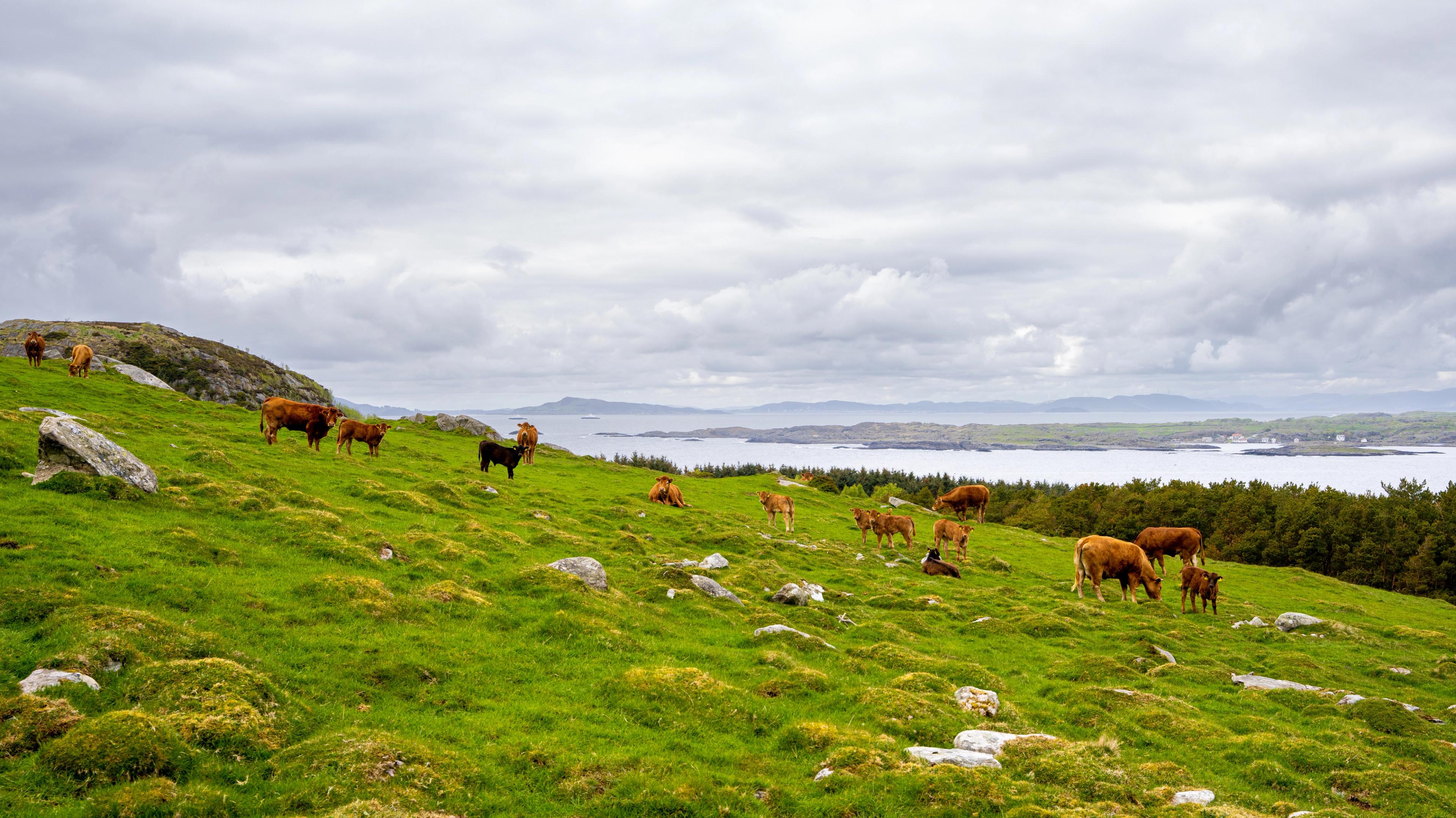 Cows from Klostergarden farm at Mosterøy, Fjord Norway.
