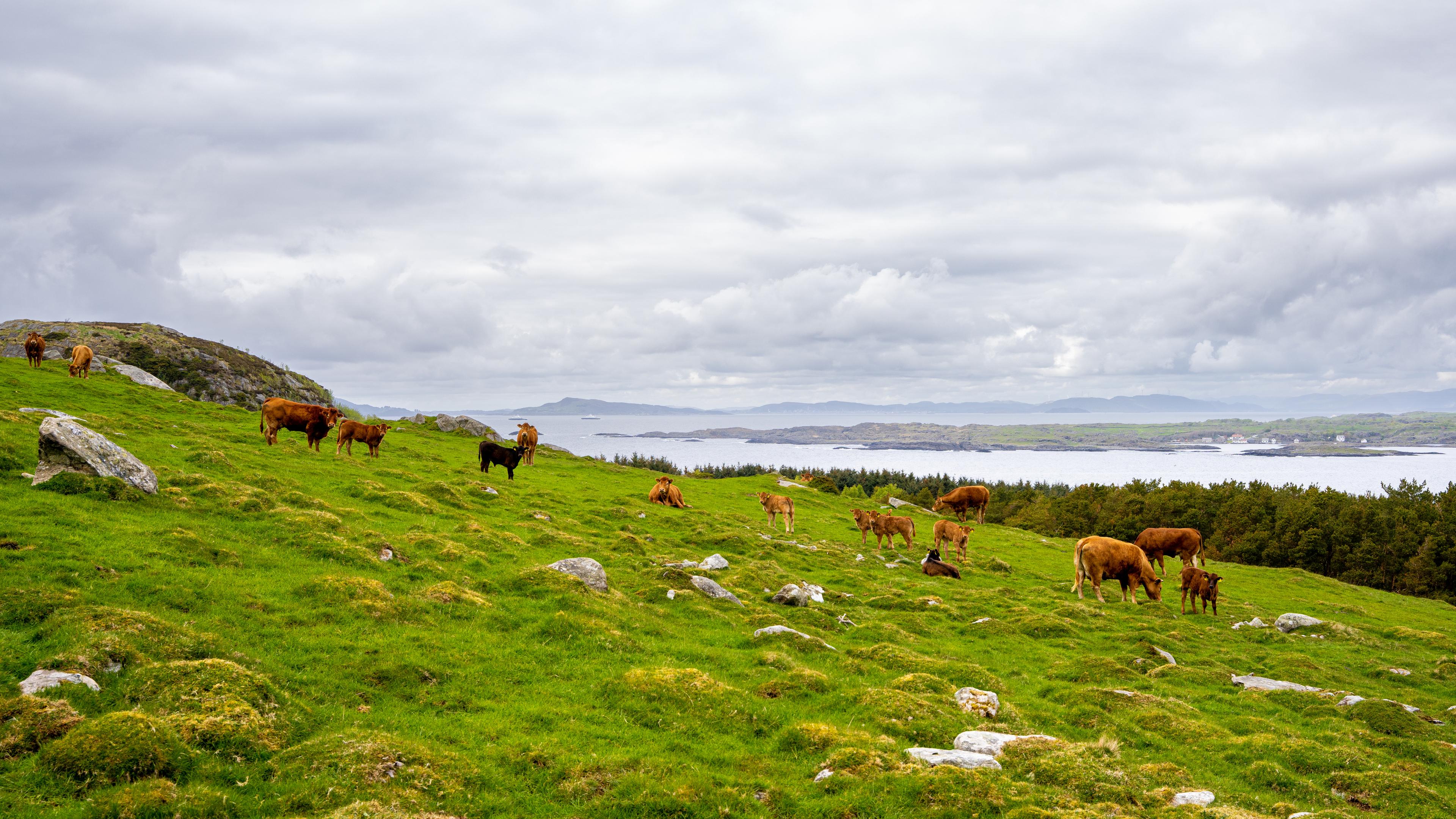 Cows from Klostergarden farm at Mosterøy, Fjord Norway.