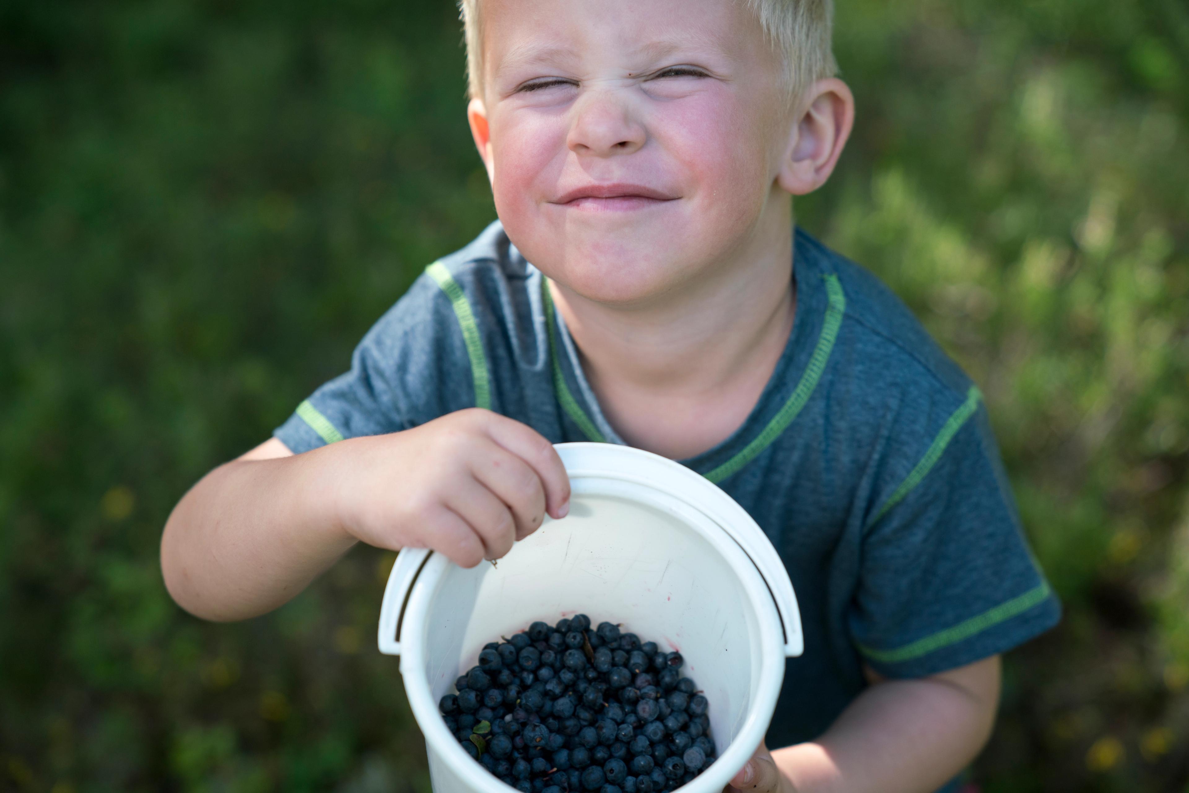 En gutt viser frem alle blåbærene han har plukket i skogen utenfor Kongsberg på Østlandet