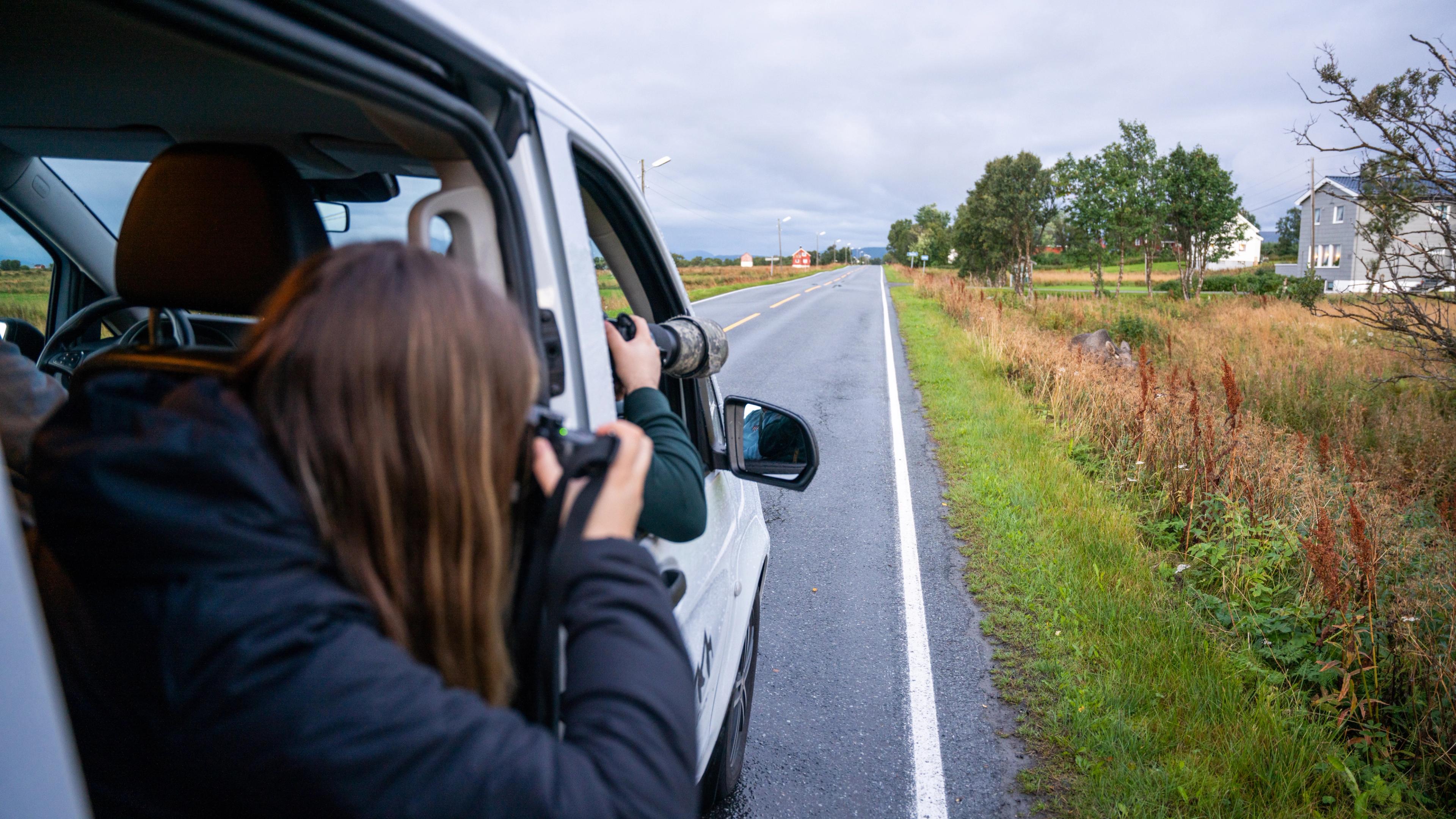 A tourist photographing a moose hiding right next to the car road