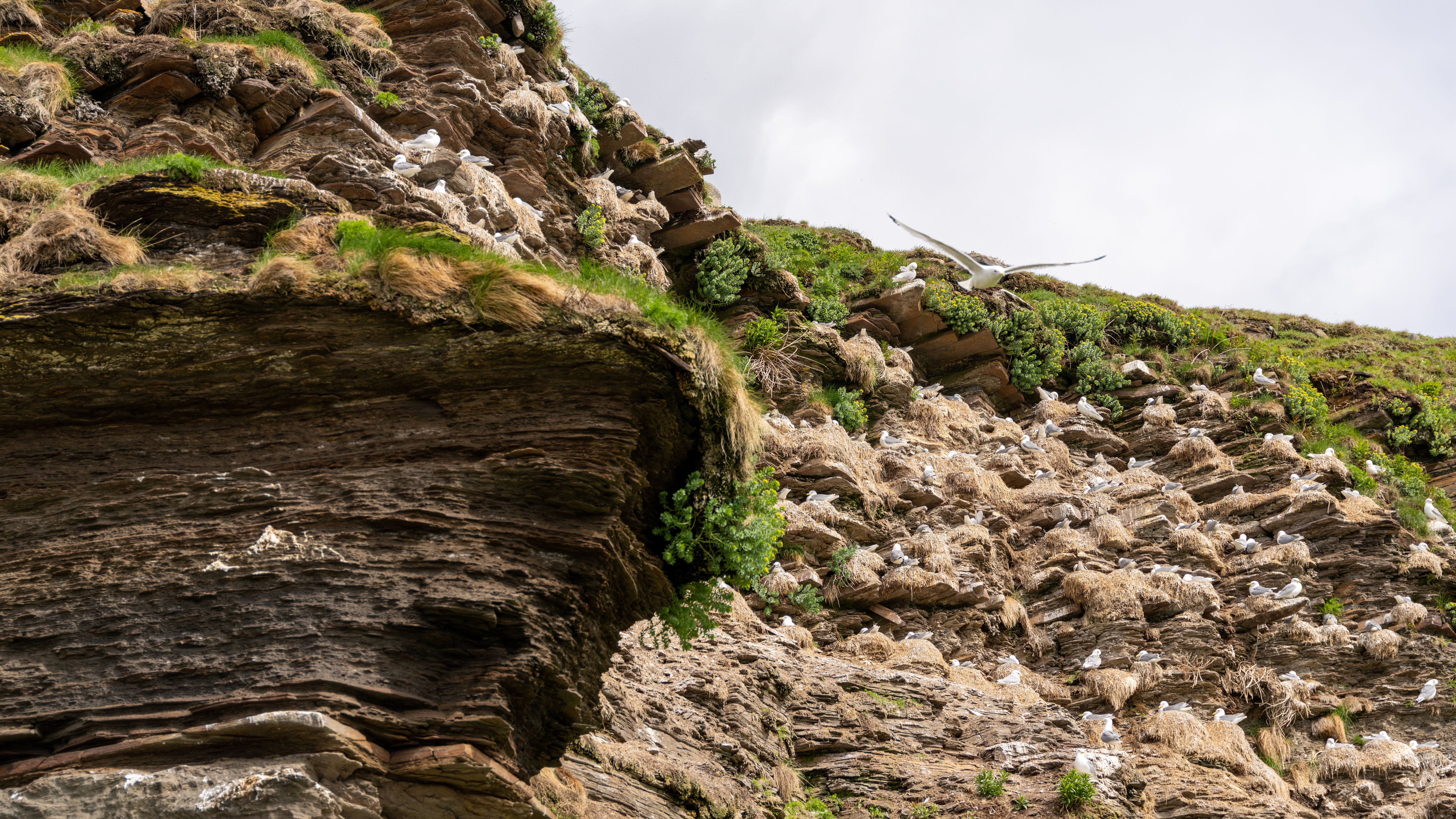 Birds in cliffs at Ekkerøy, Varanger Northern Norway