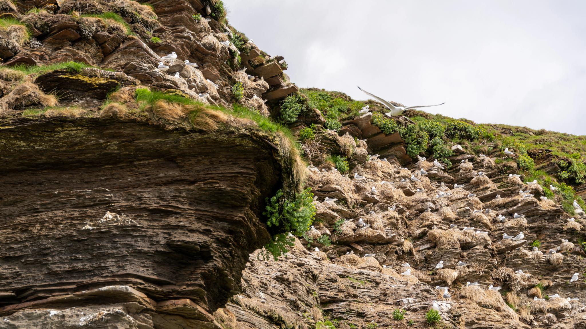 Birds in cliffs at Ekkerøy, Varanger Northern Norway