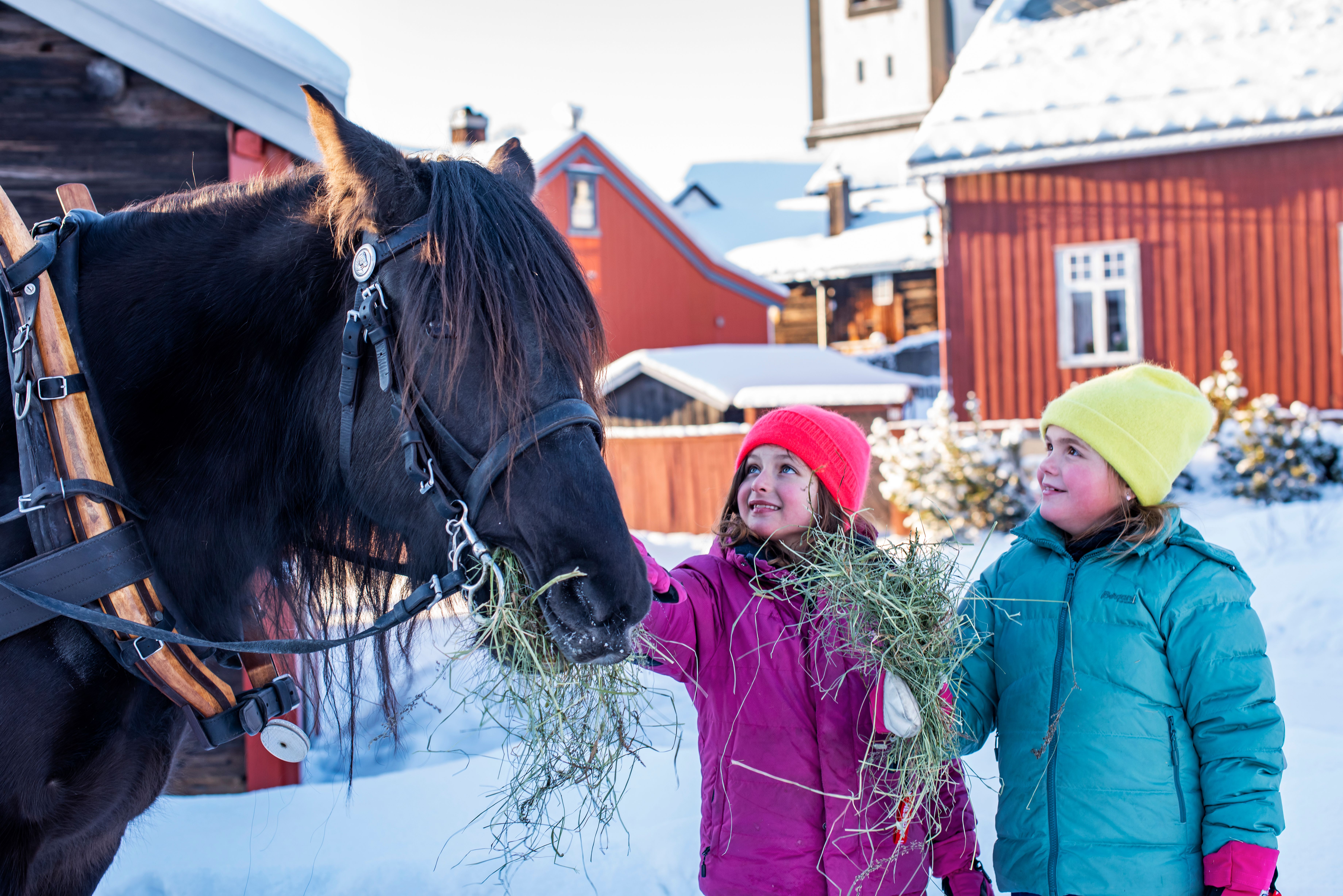 Kids petting a horse in Røros