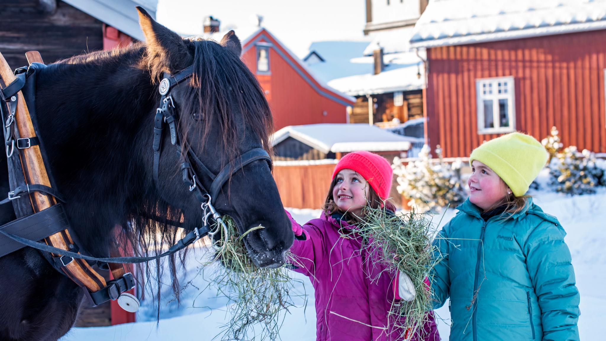 Kids petting a horse in Røros