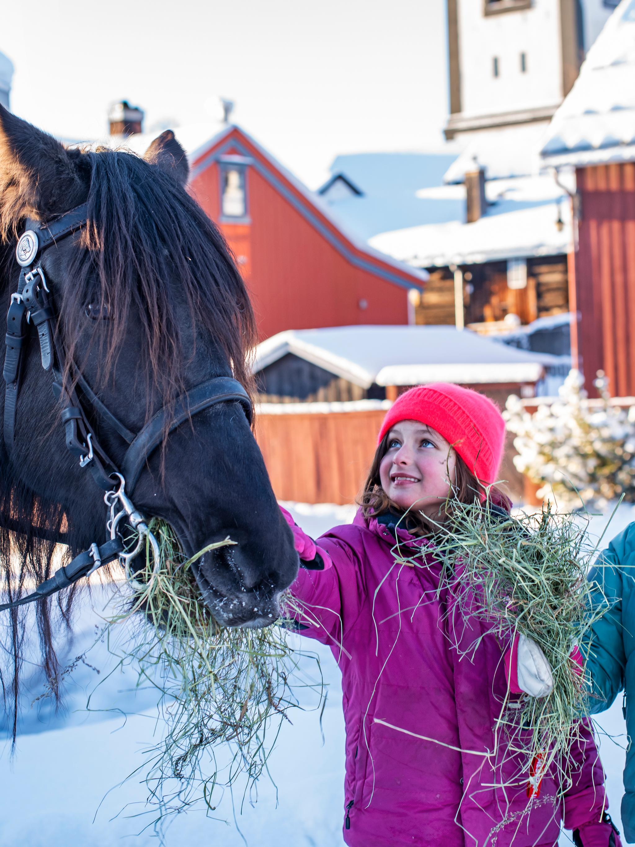 Kids petting a horse in Røros