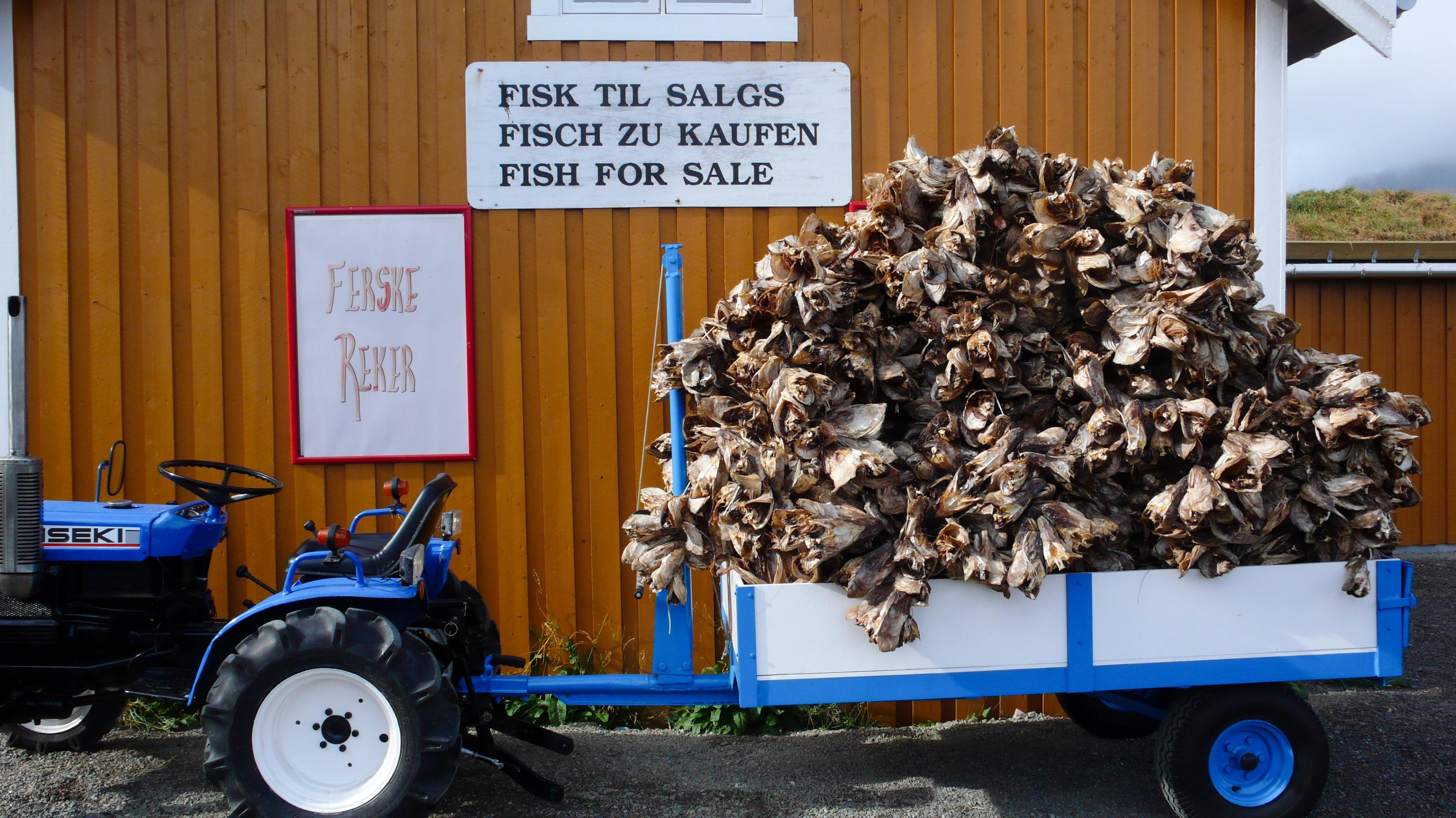 A large pile of stockfish on a small trailer in Lofoten in Northern Norway