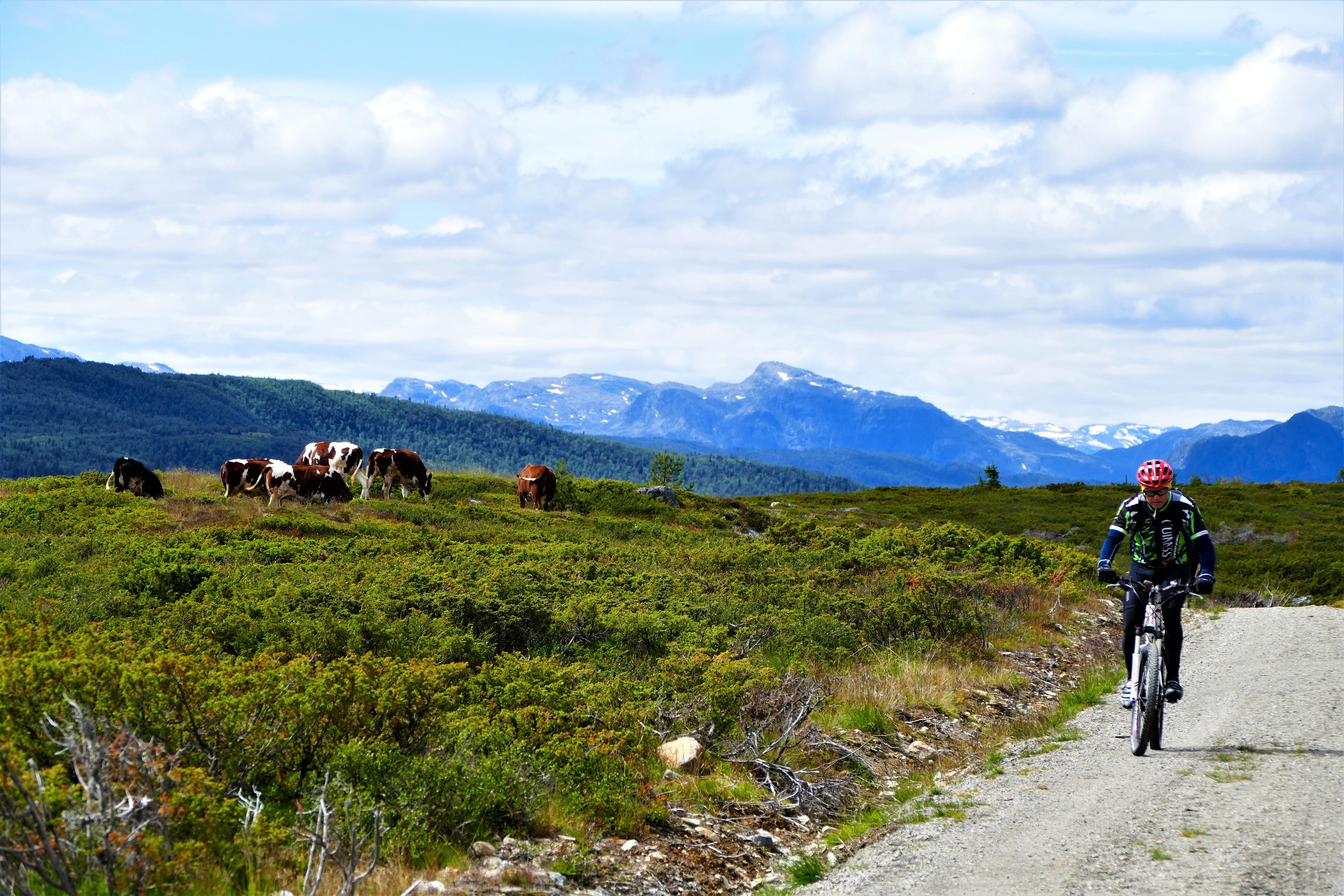 A cyclist passing some cows on Mjølkevegen in Valdres, Eastern Norway