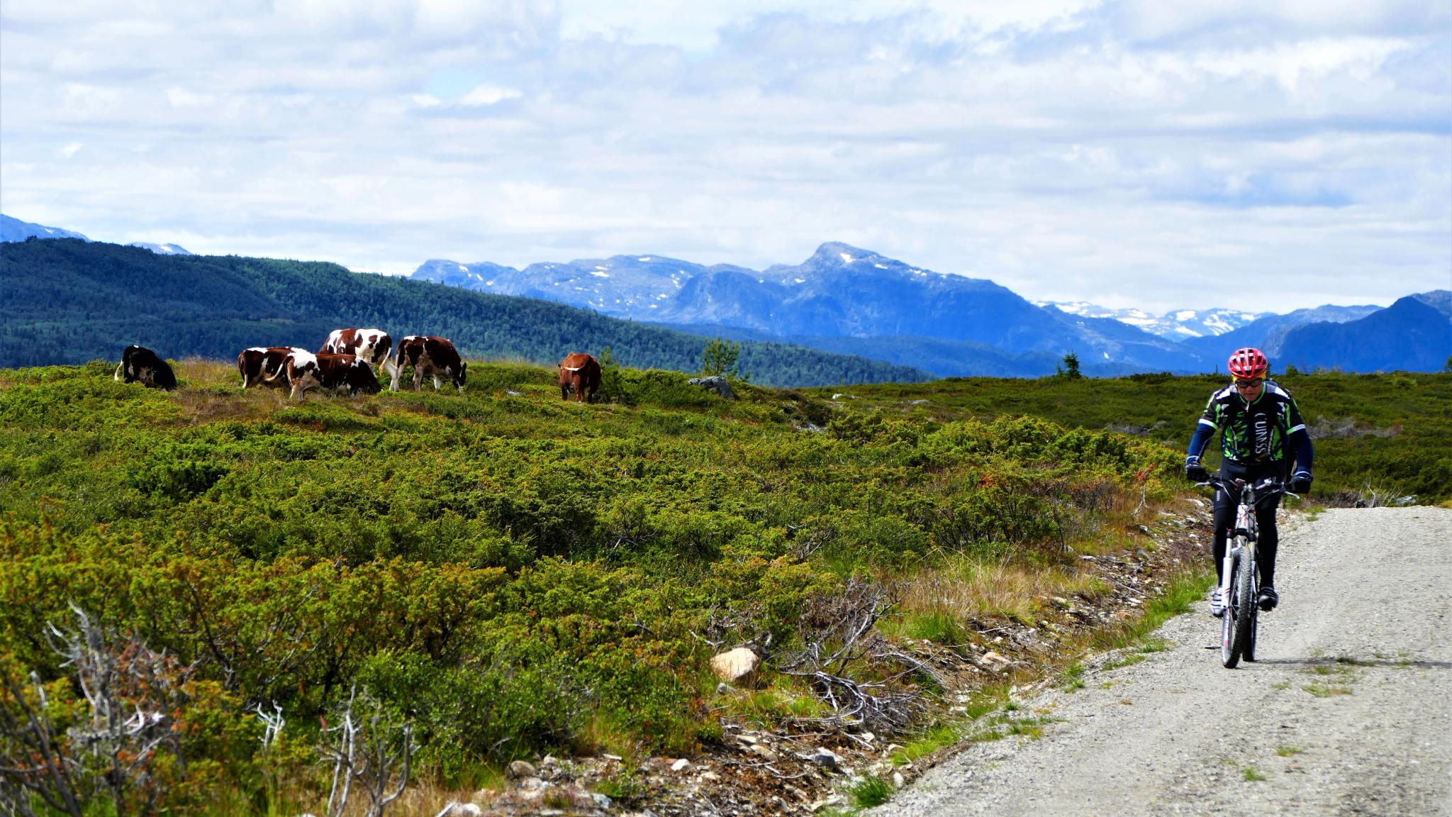A cyclist passing some cows on Mjølkevegen in Valdres, Eastern Norway