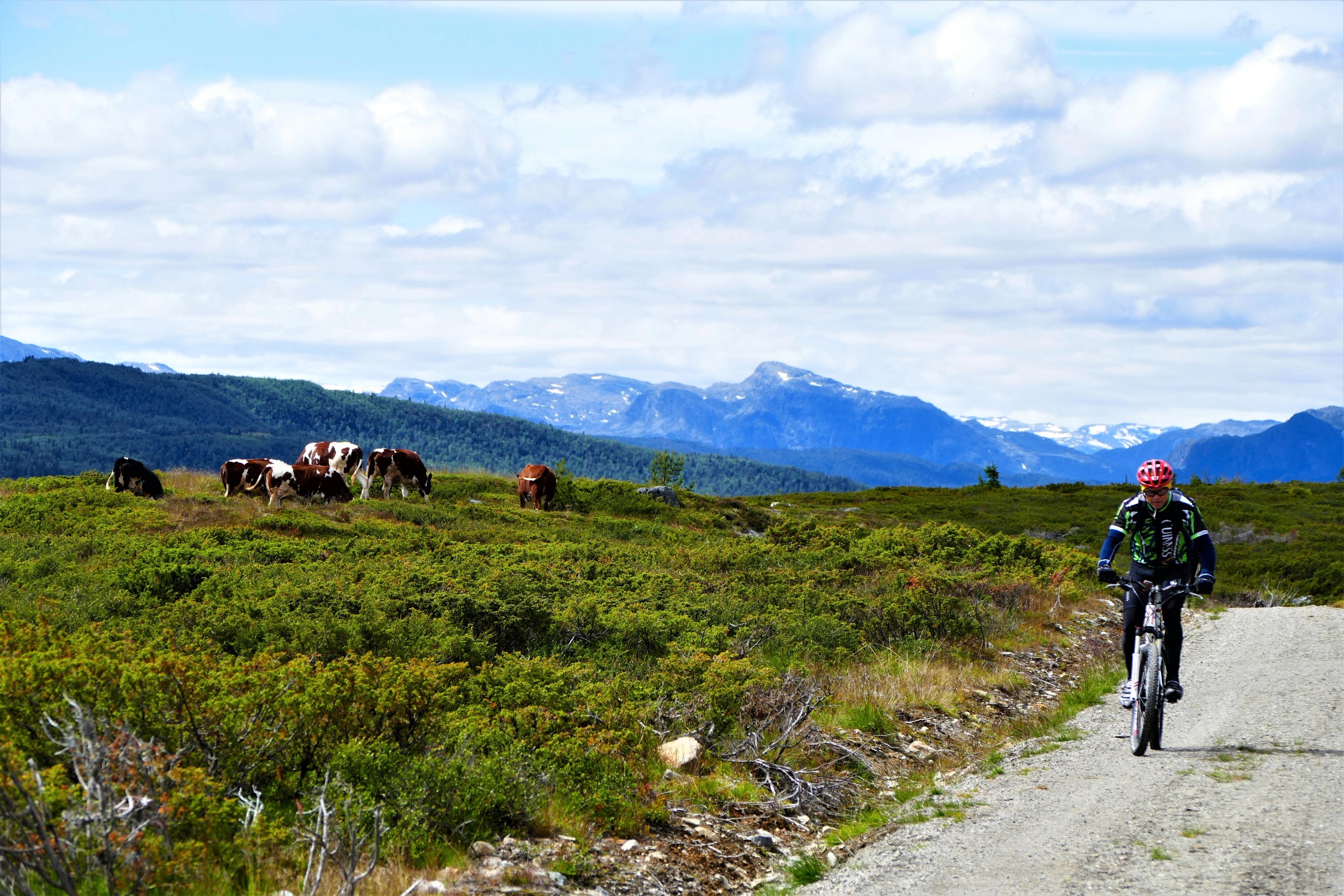 A cyclist passing some cows on Mjølkevegen in Valdres, Eastern Norway