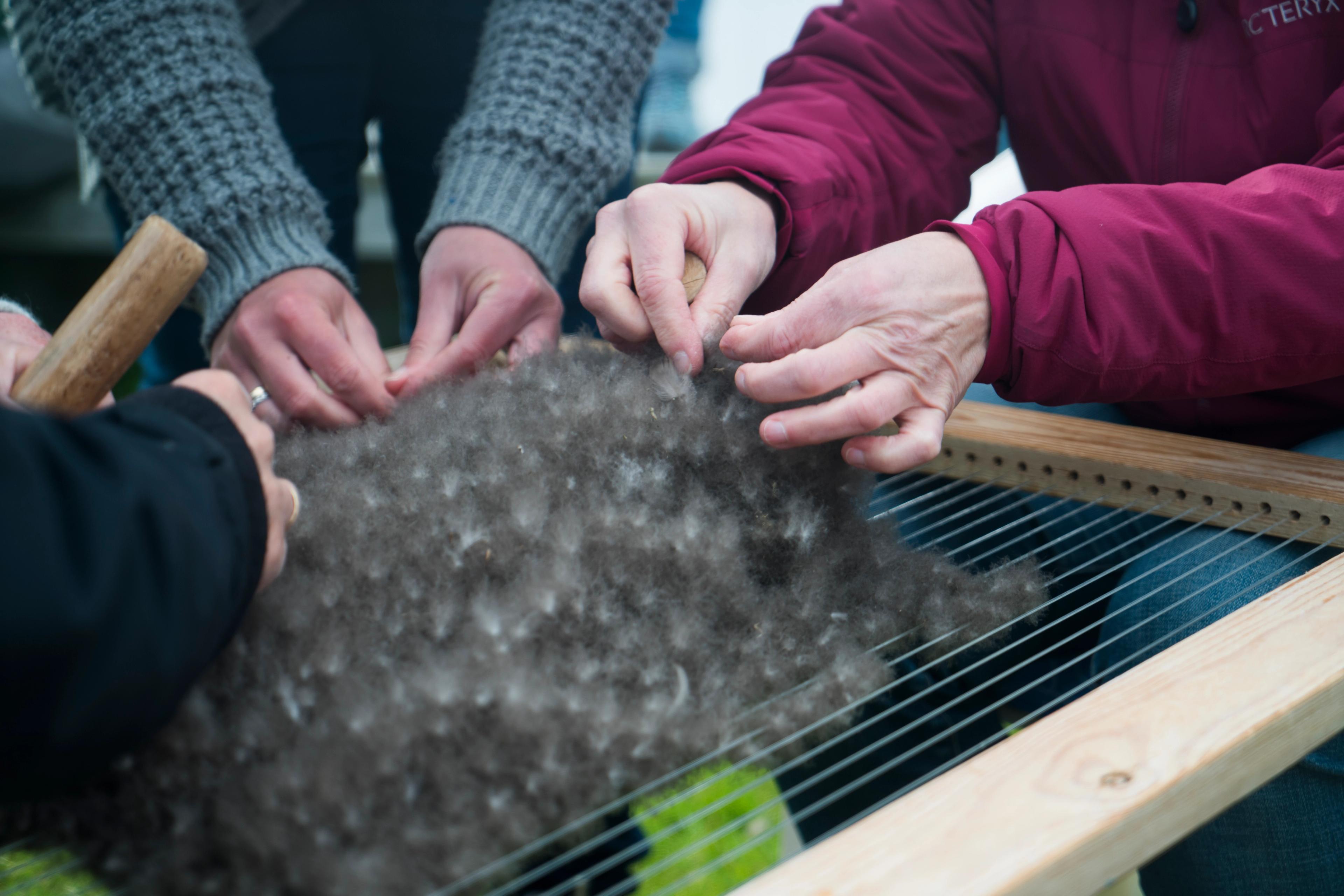 Eider down in The Vega Islands, Nordland