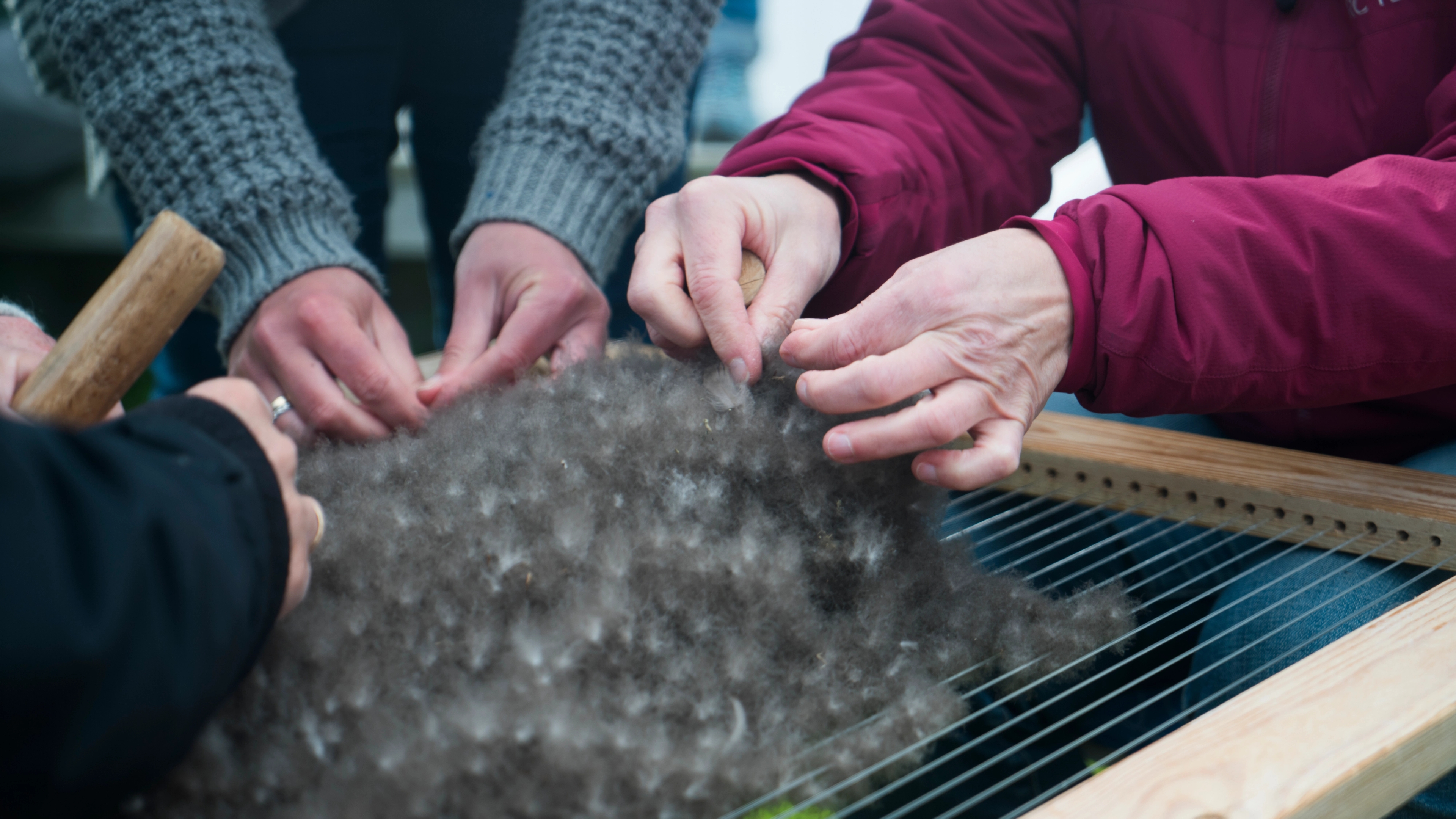 Eider down in The Vega Islands, Nordland