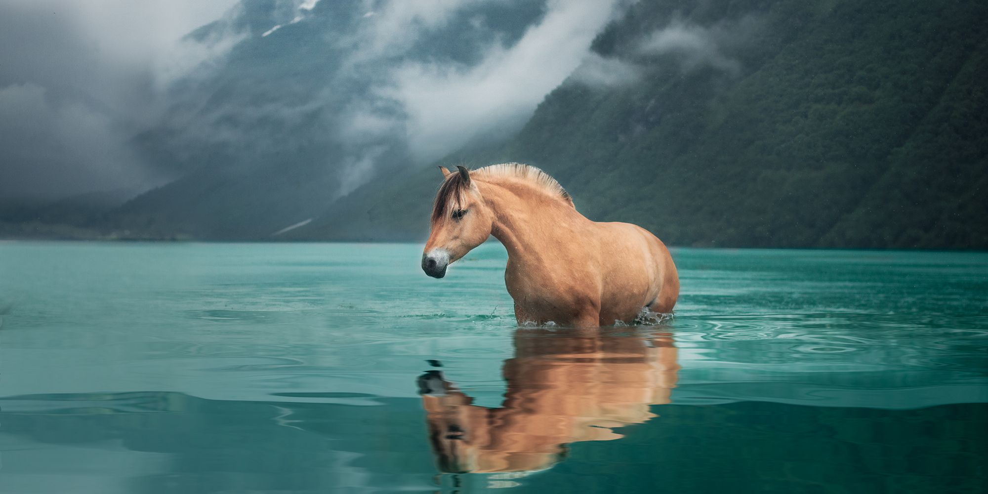 A Fjord horse standing in turquoise water with snow-covered mountains in the background, Nordfjord in Fjord Norway