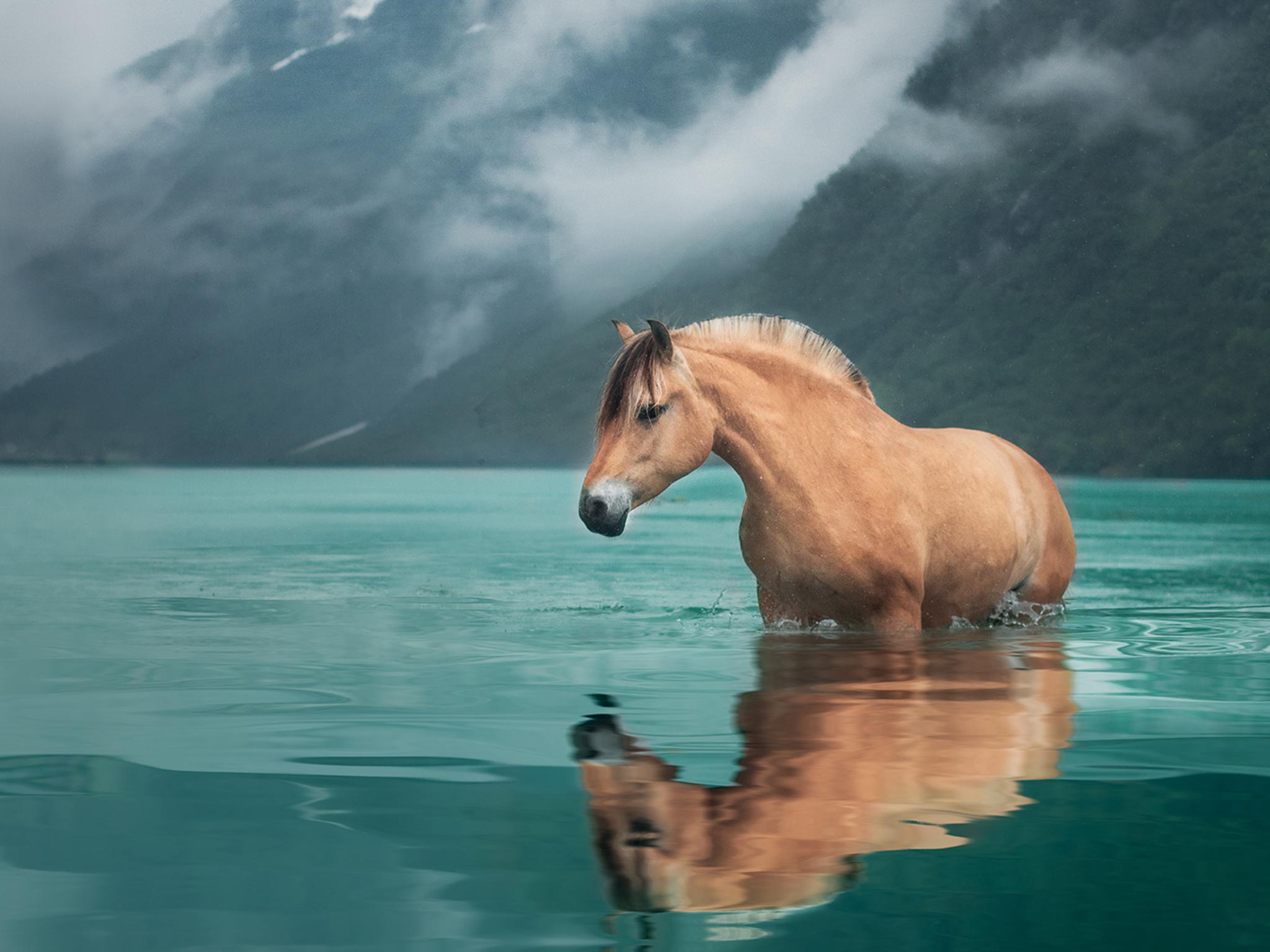 A Fjord horse standing in turquoise water with snow-covered mountains in the background, Nordfjord in Fjord Norway