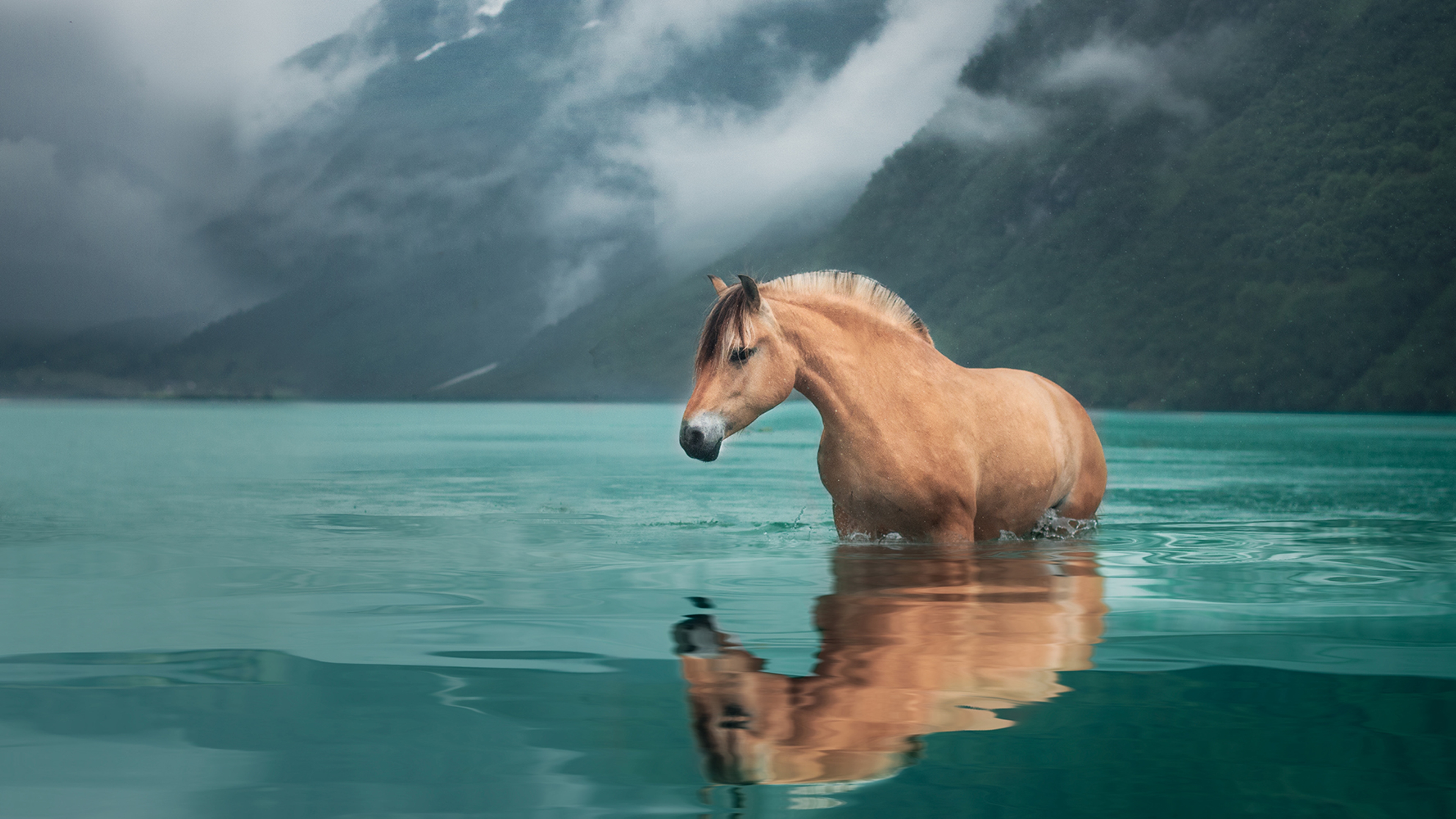 A Fjord horse standing in turquoise water with snow-covered mountains in the background, Nordfjord in Fjord Norway