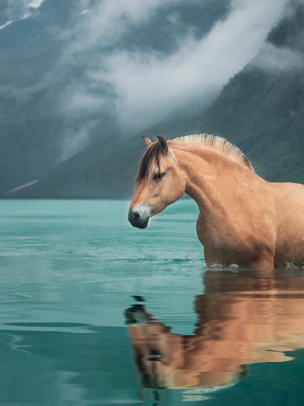 A Fjord horse standing in turquoise water with snow-covered mountains in the background, Nordfjord in Fjord Norway