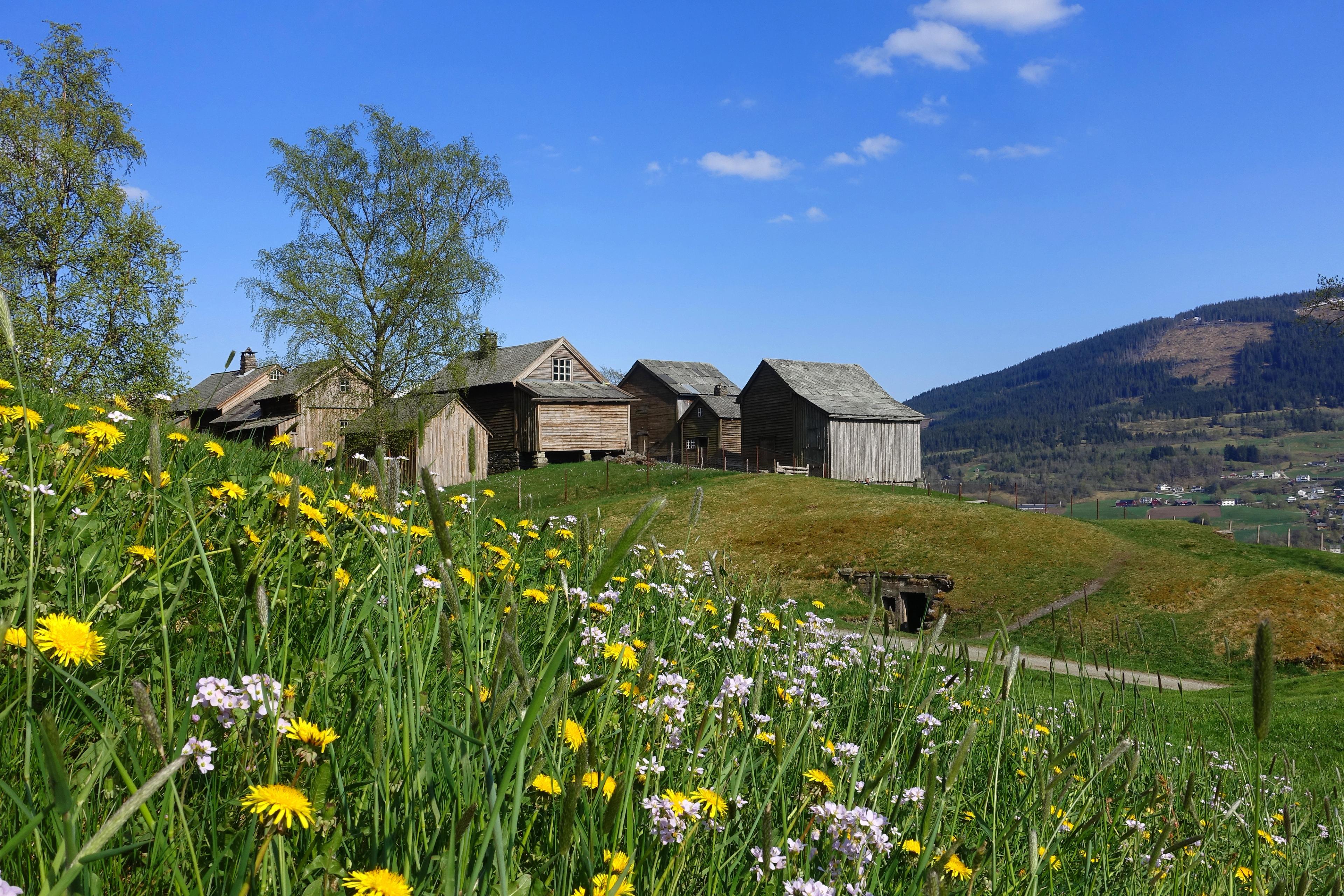 Mølstertunet farm cluster in Voss in Fjord Norway in summer