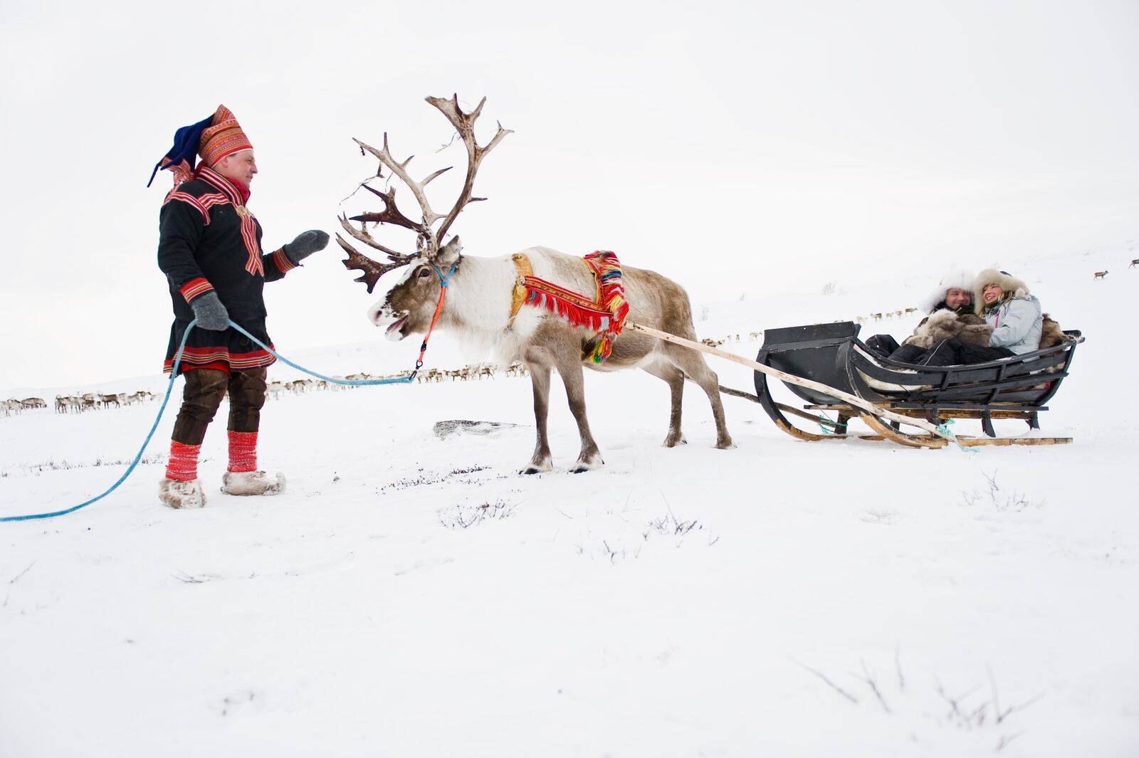Couple riding a reindeer sled in Finnmark