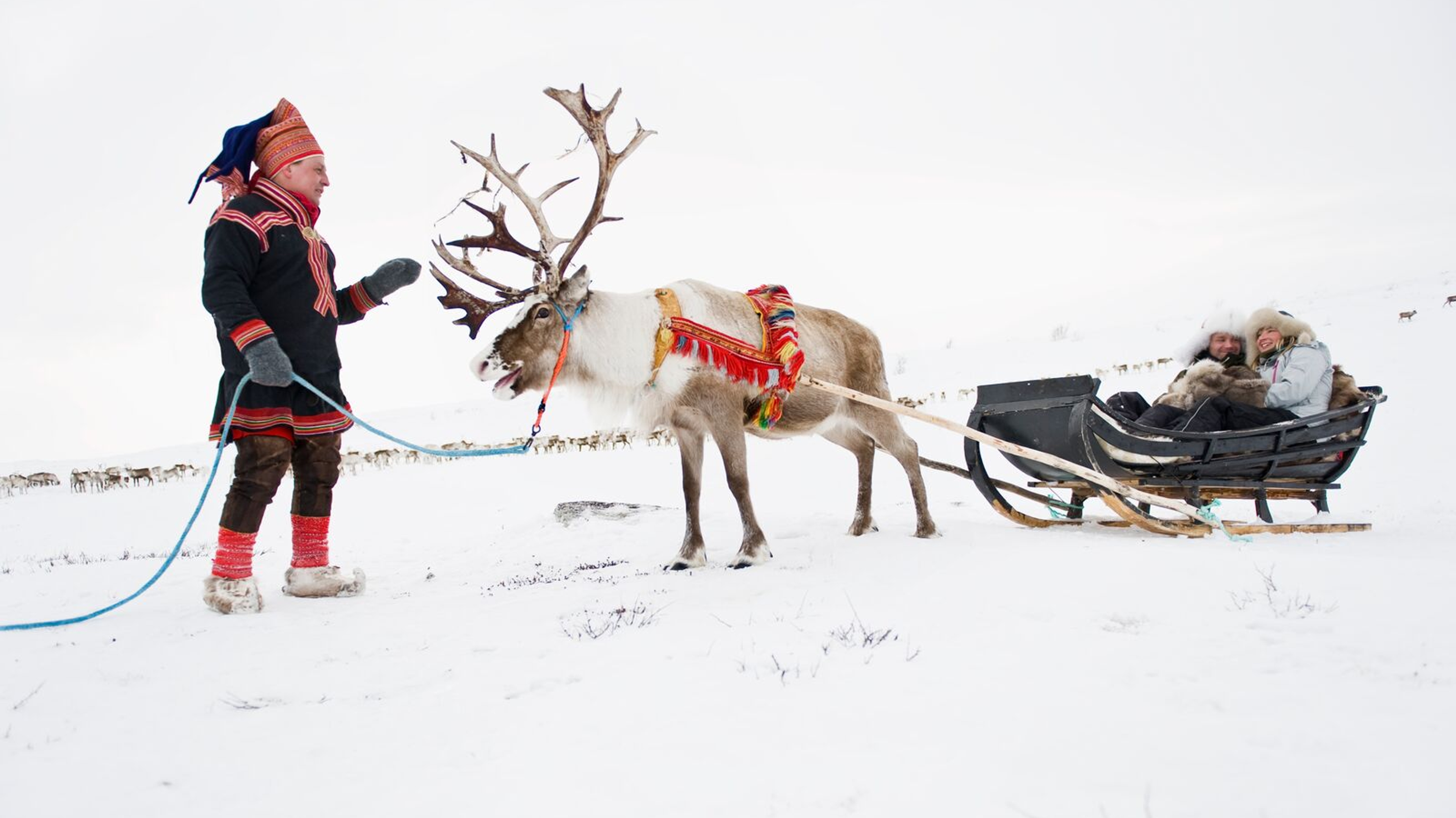 Couple riding a reindeer sled in Finnmark