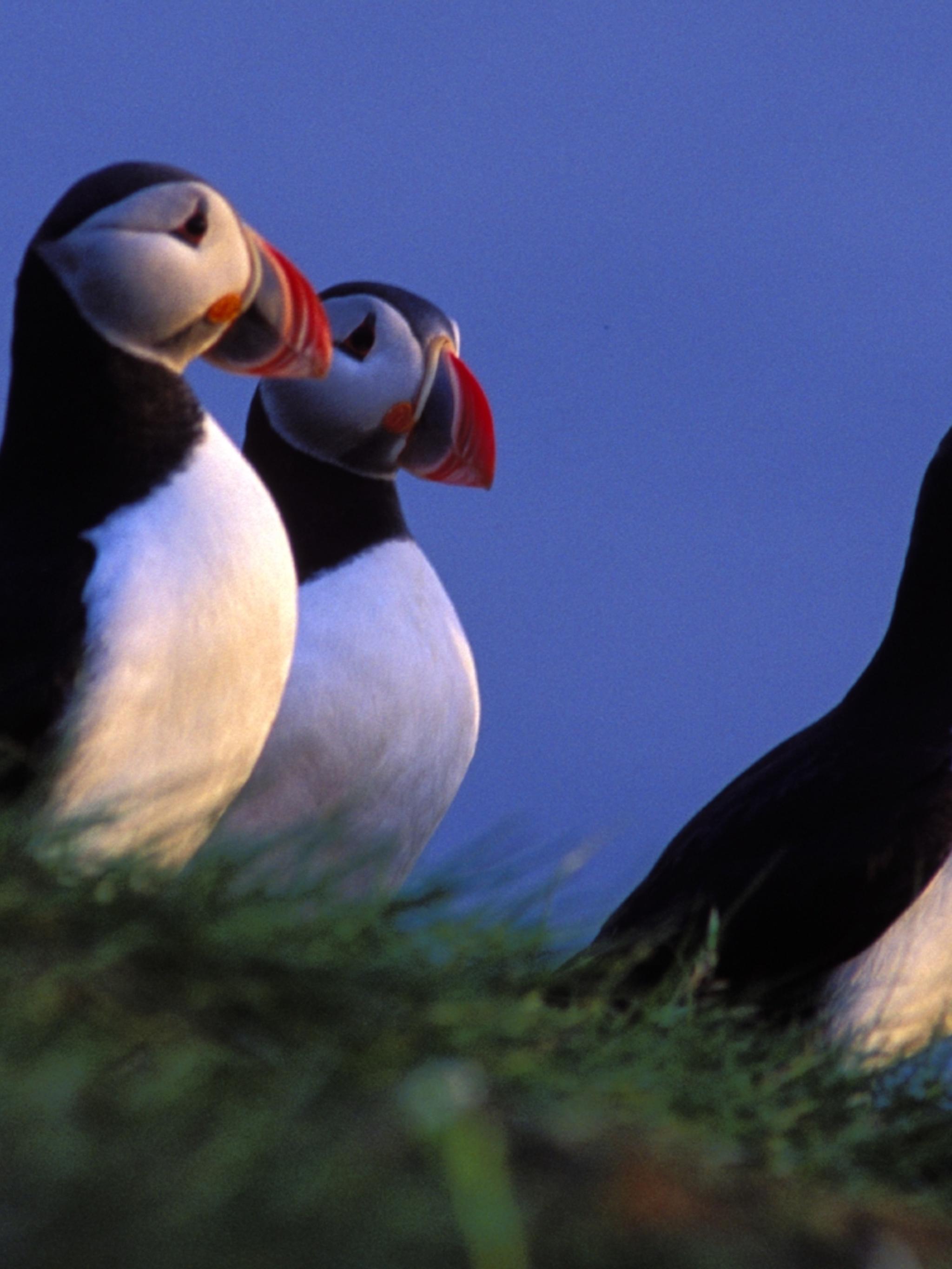 Birdwatching: Three Puffins at The North Cape, Northern Norway