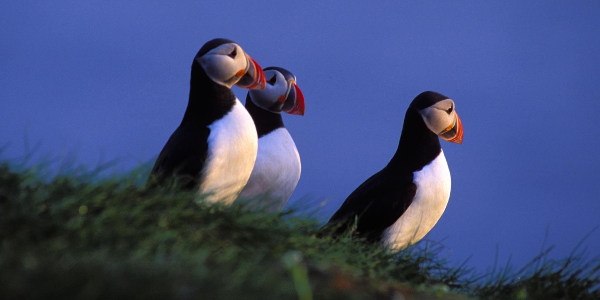 Birdwatching: Three Puffins at The North Cape, Northern Norway