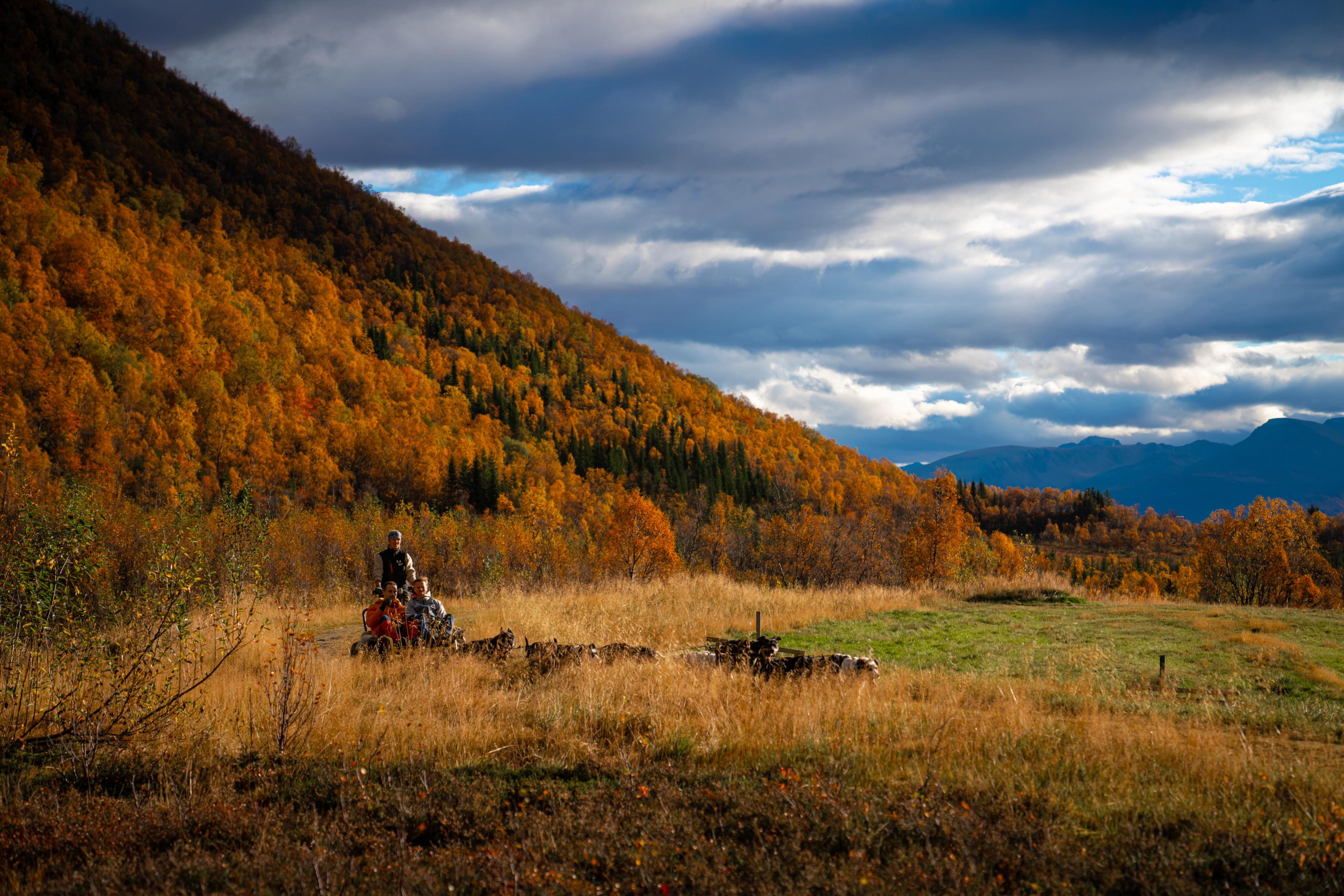 Three people enjoying a ride with dog sledding on wheels in the autumn landscape in Tromsø, Northern Norway.