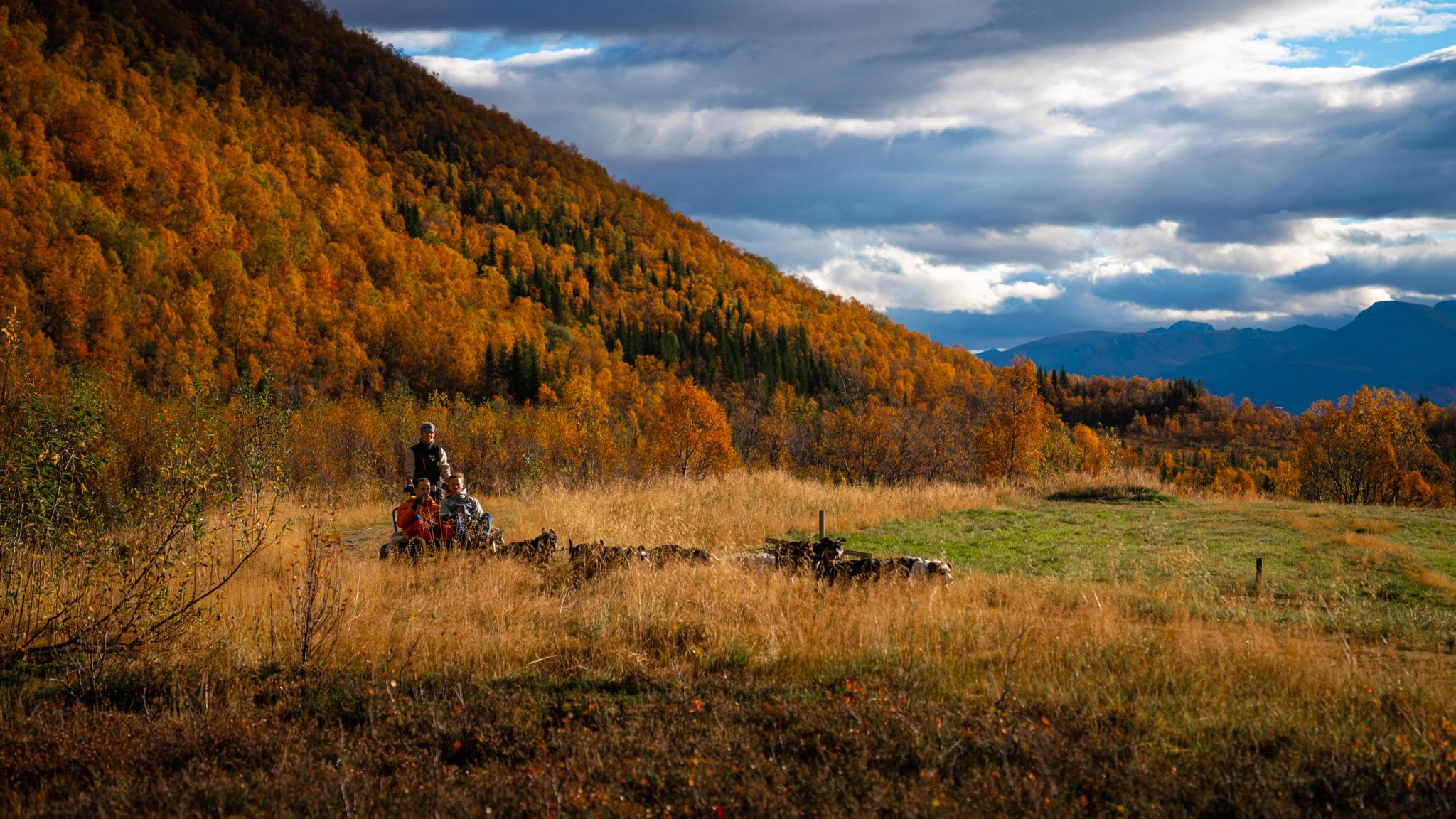Three people enjoying a ride with dog sledding on wheels in the autumn landscape in Tromsø, Northern Norway.