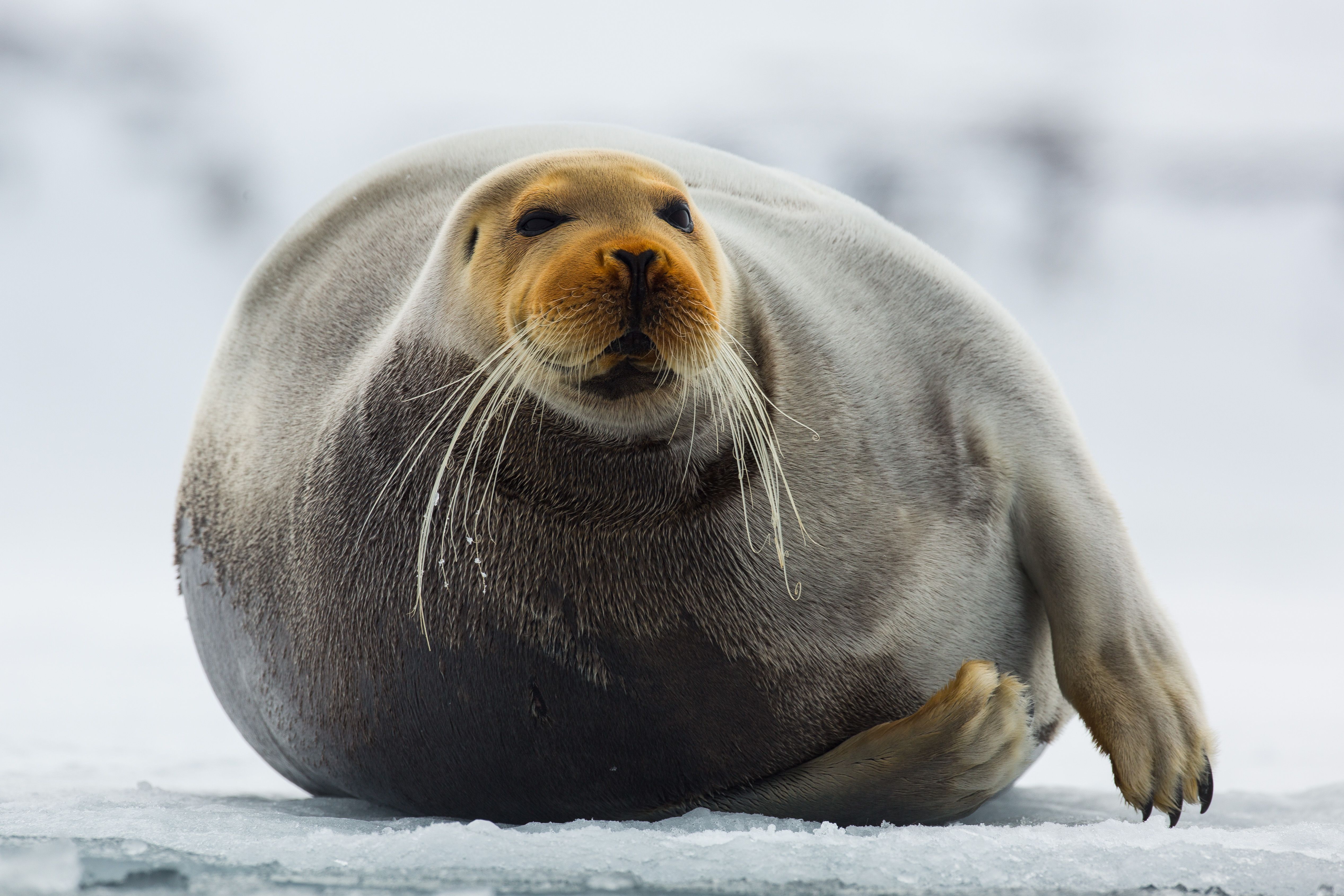 Bearded seal in Svalbard, Northern Norway