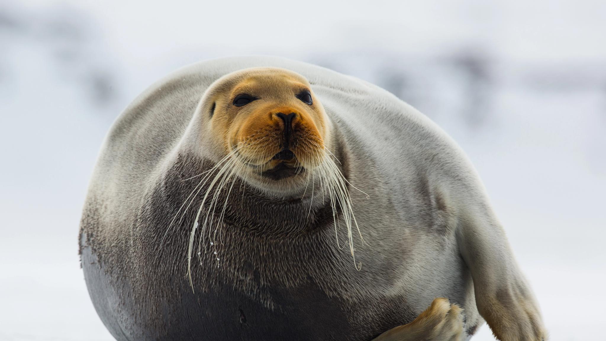 Bearded seal in Svalbard, Northern Norway