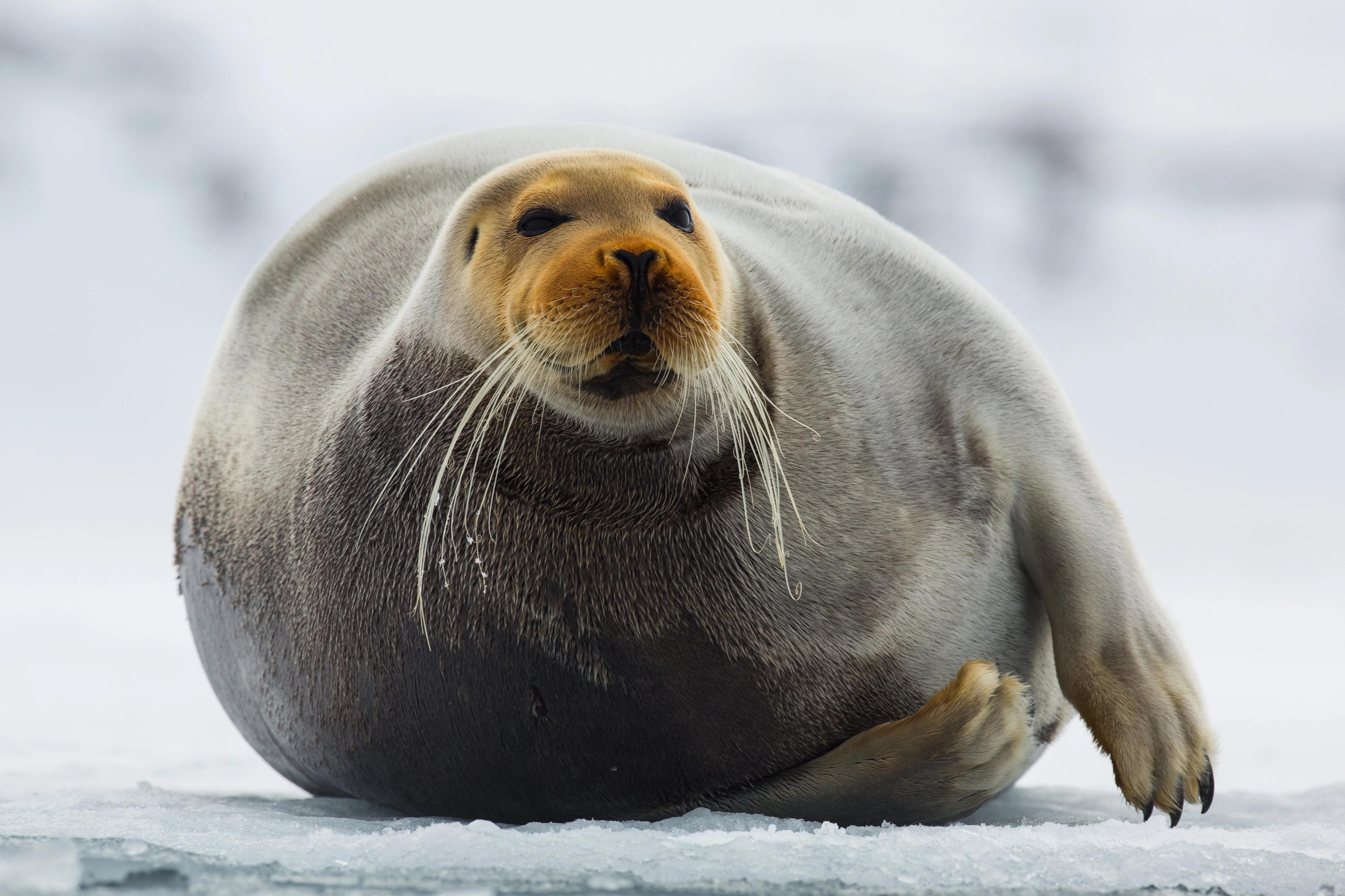 Bearded seal in Svalbard, Northern Norway