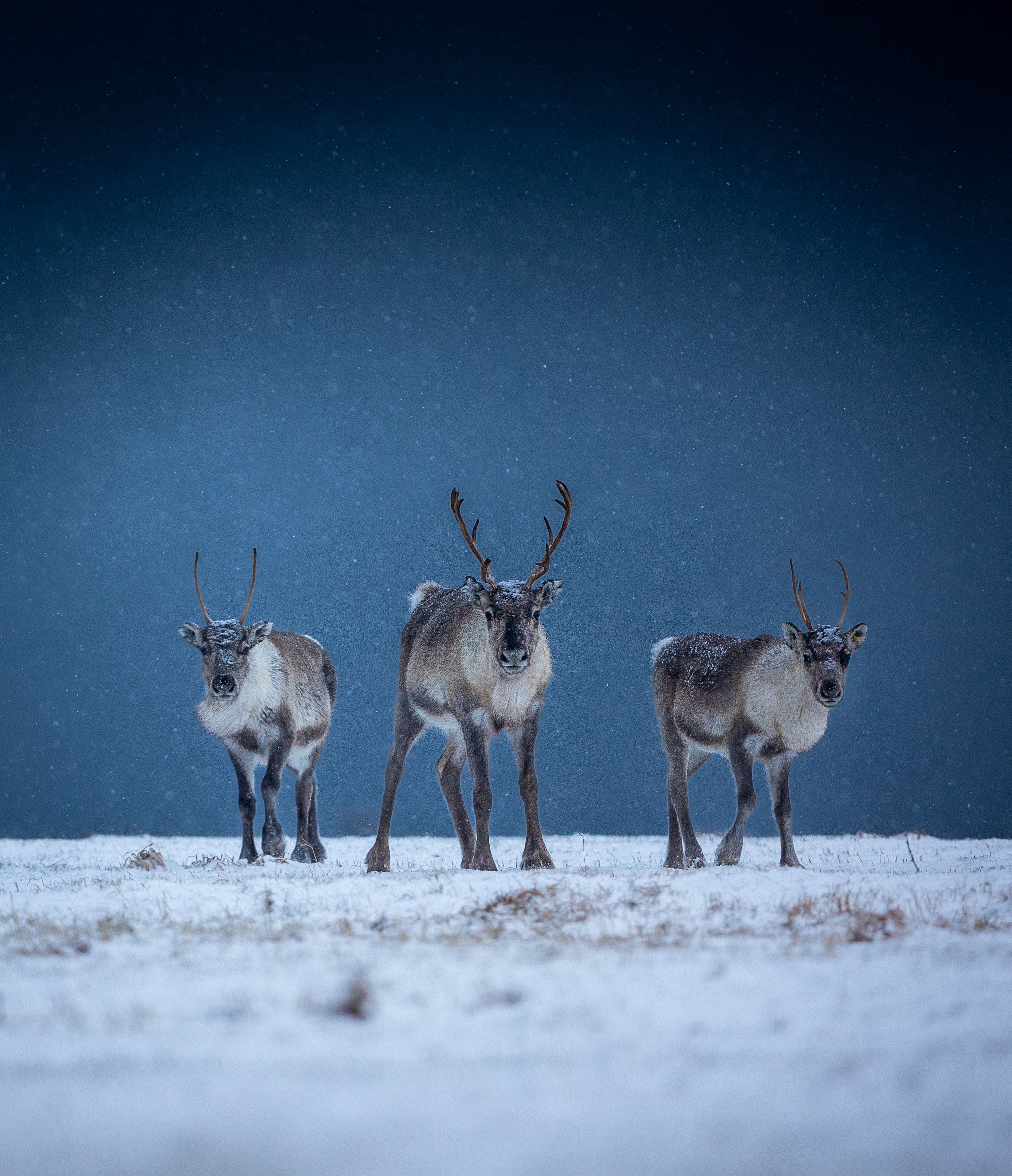 A reindeer flock in winter landscape