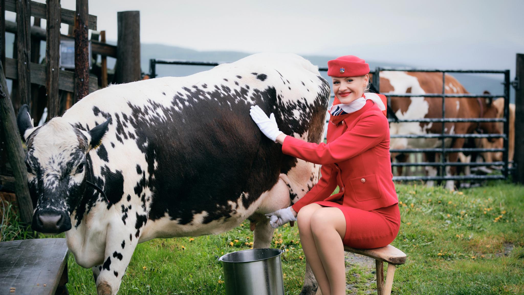 A flight attendant milking a cow in Norway
