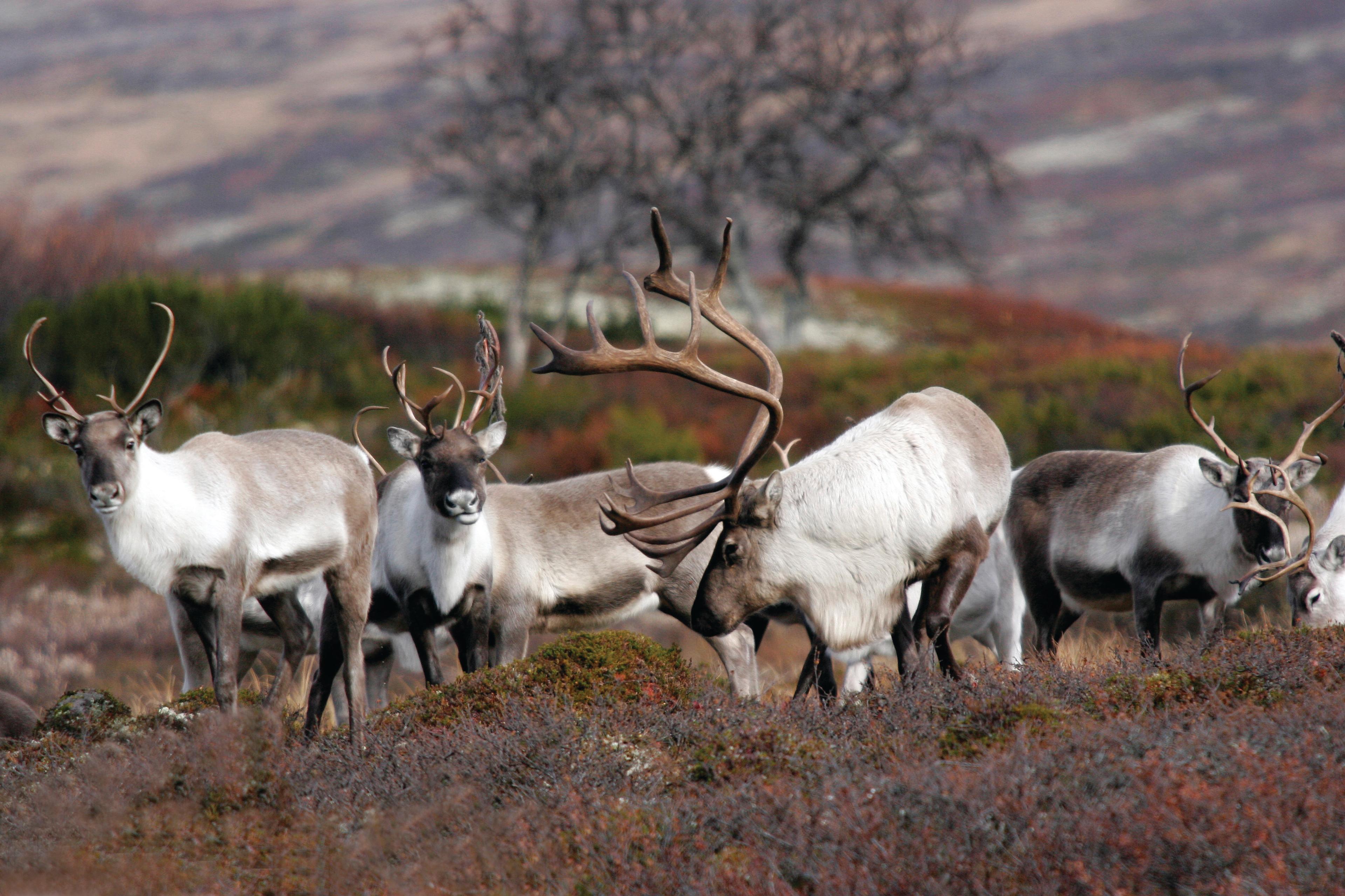 Rendieren in het nationaal park Forollhogna, net buiten Røros in Trøndelag