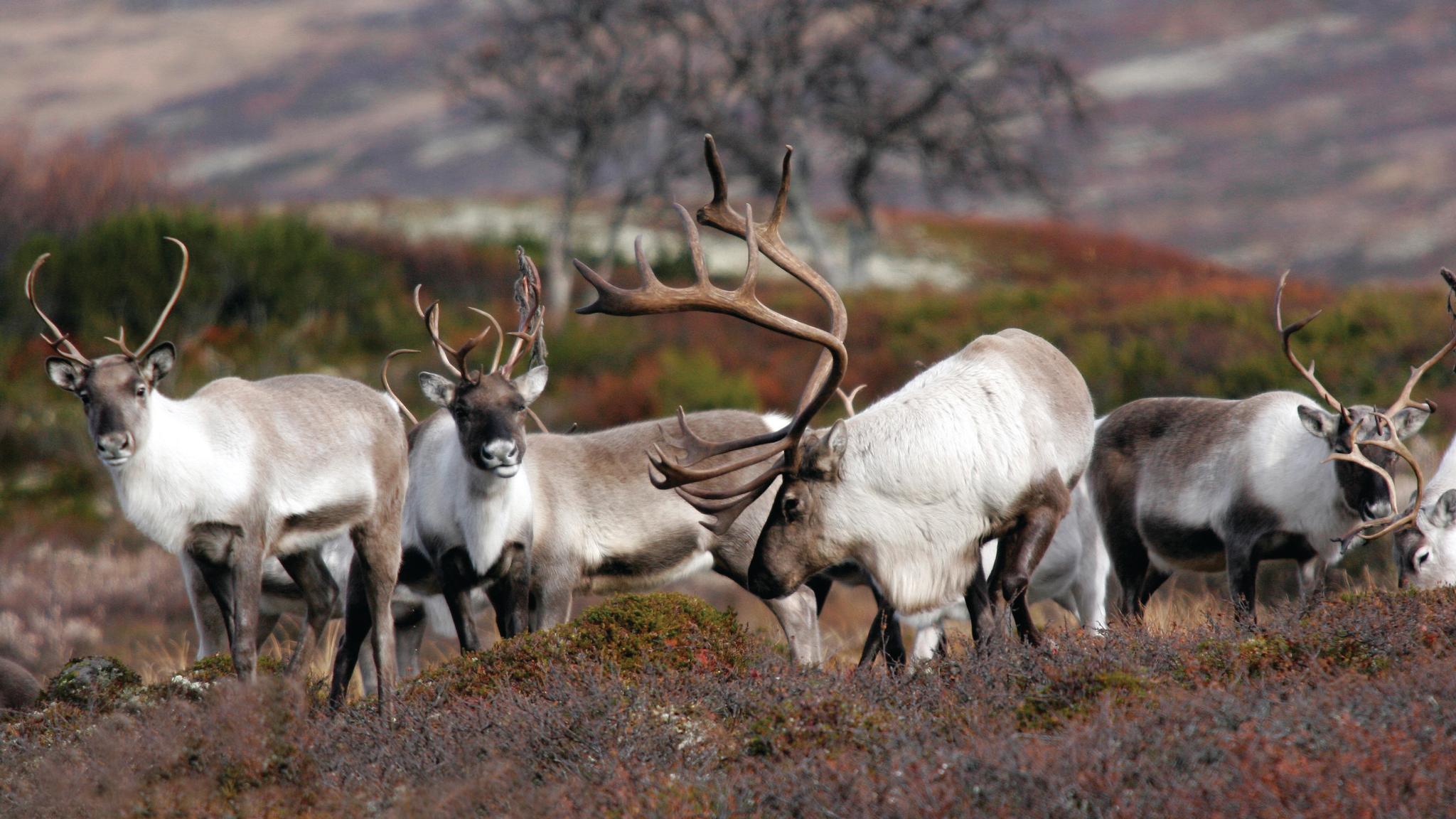 Renar i Forollhogna nationalpark utanför Røros i Trøndelag