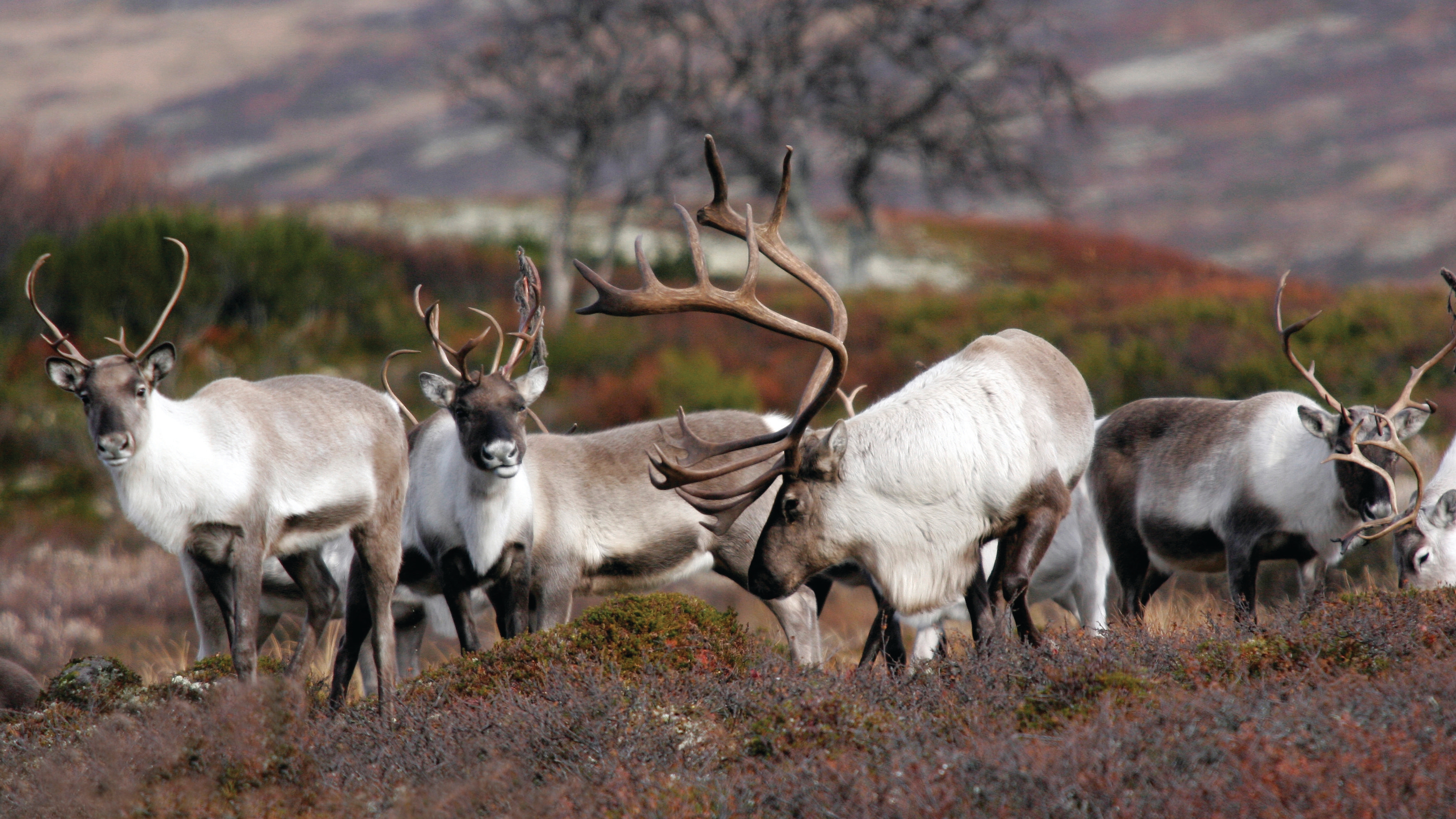 Reindeer in Forollhogna national park outside of Røros in Trøndelag, Norway