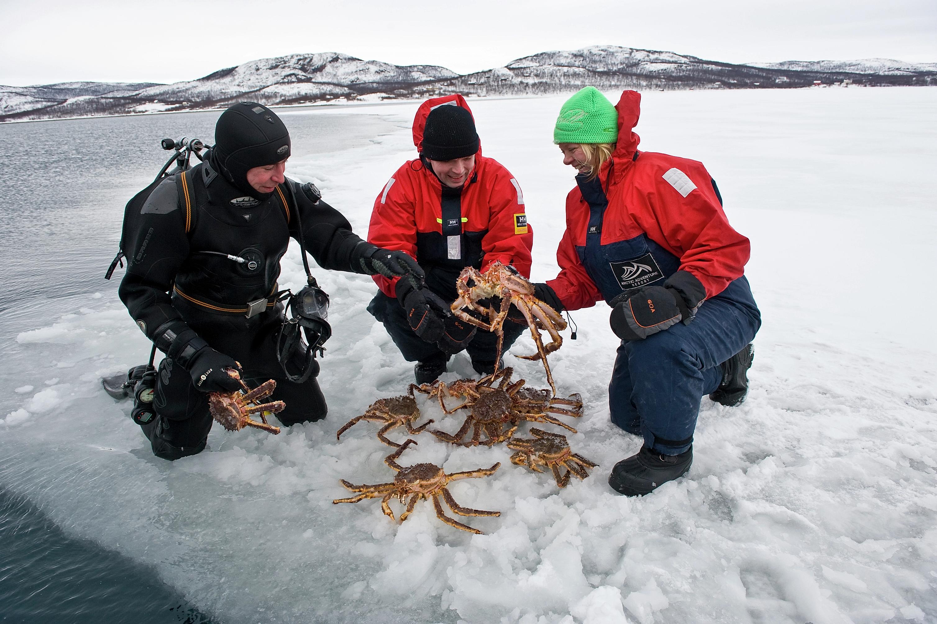 King crab fishing on the ice in Kirkenes