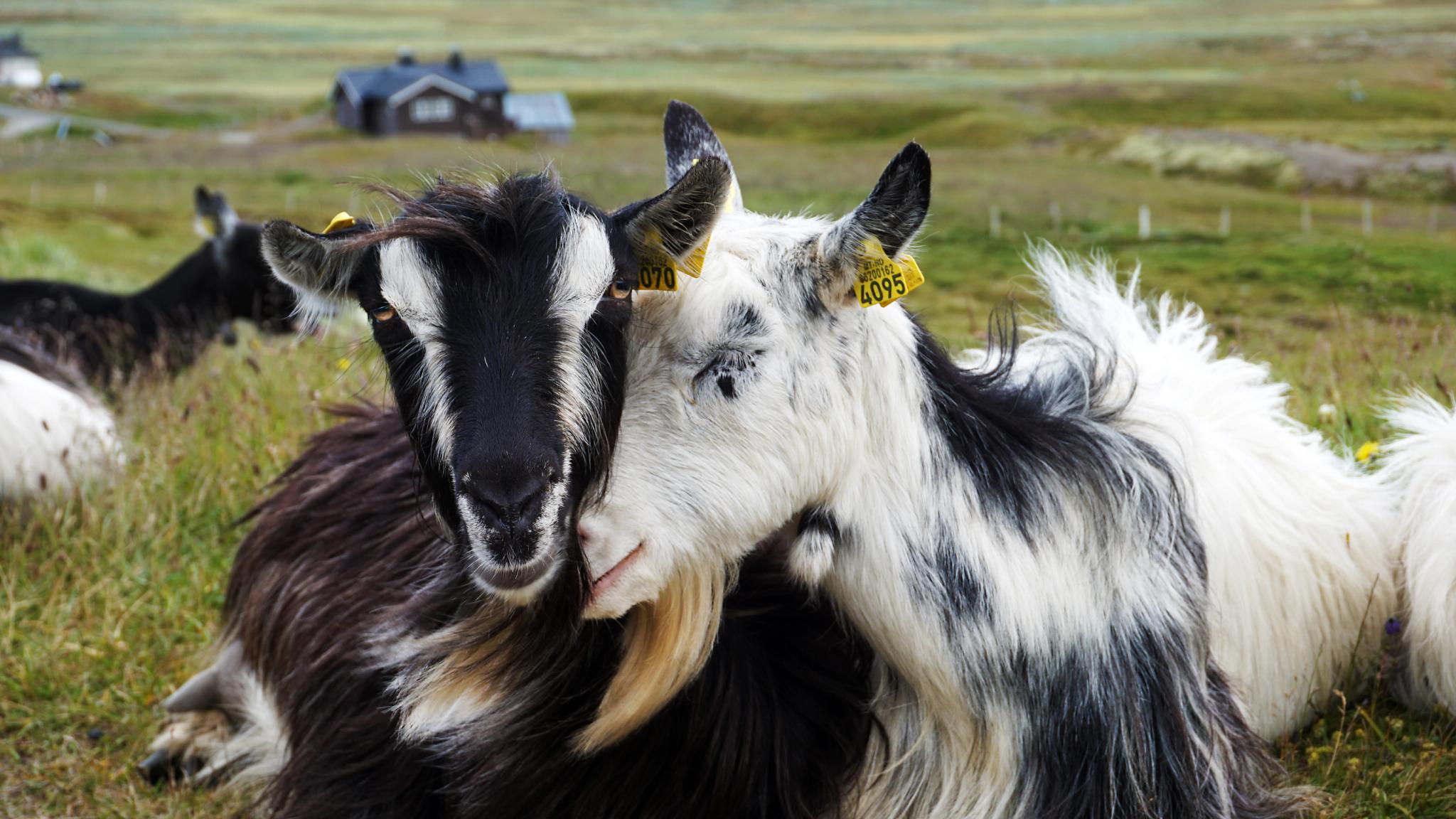 Two goats lie next to each other at Prestholtseter in Geilo, Eastern Norway
