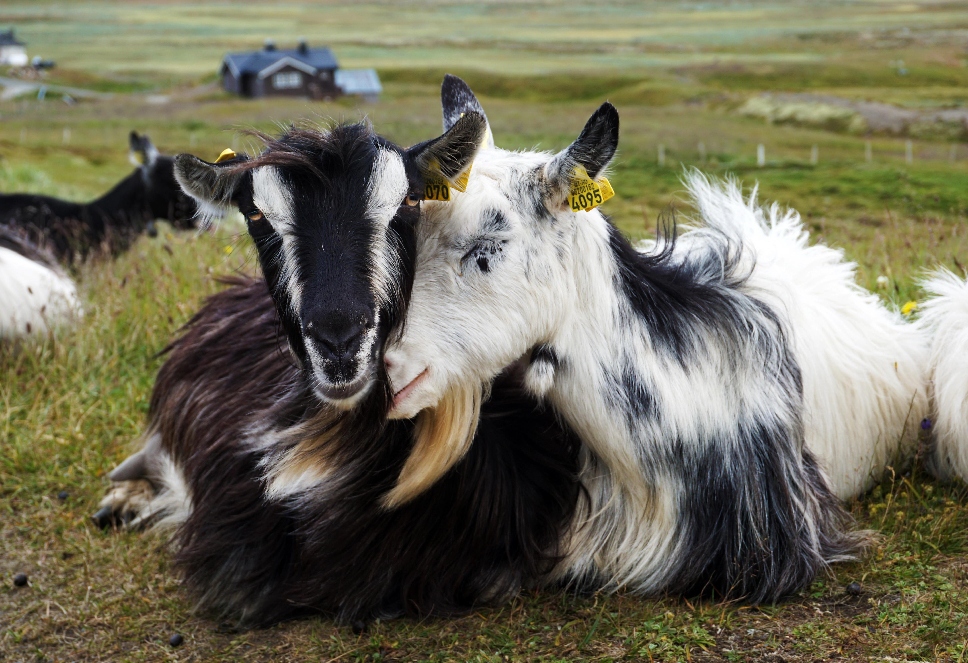 Two goats lie next to each other at Prestholtseter in Geilo, Eastern Norway