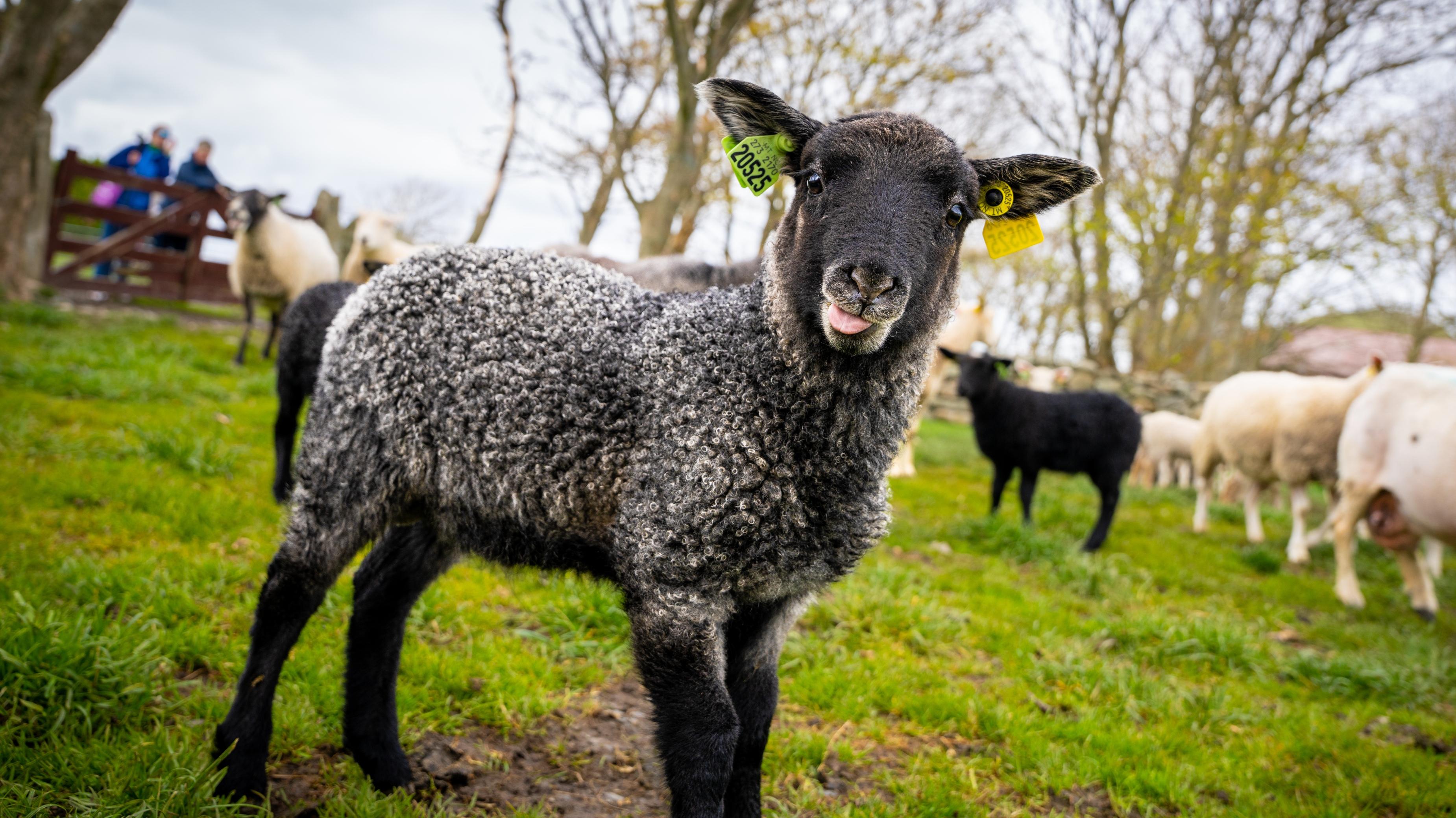 A funny little Ouessant sheep at a farm near Stavanger, Fjord Norway