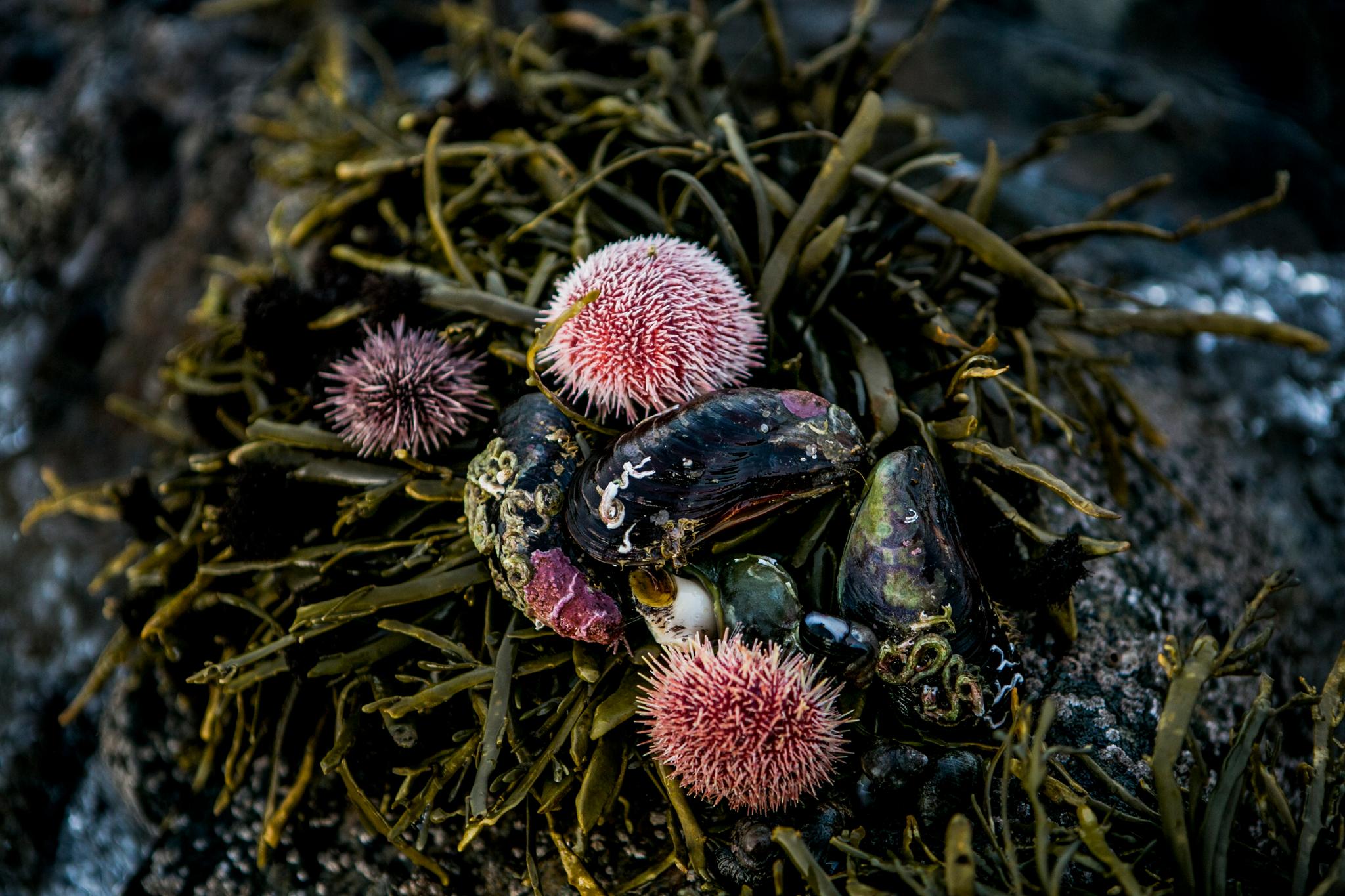 Sea urchins in Steigen in Nordland, Northern Norway