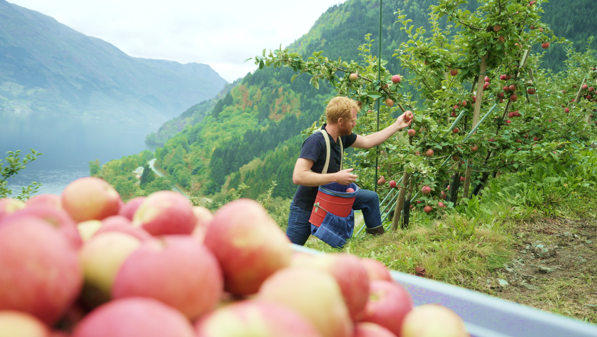 Apple farmer Olav Bleie is plucking apples