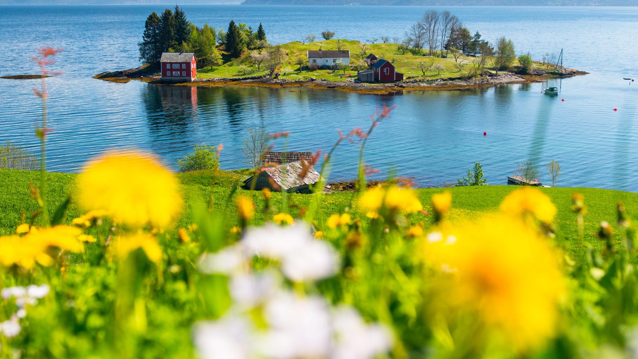 The beautiful Omaholmen island in the Hardangerfjord region, with blooming flowers and a sunny clear blue sky. Fjord Norway.