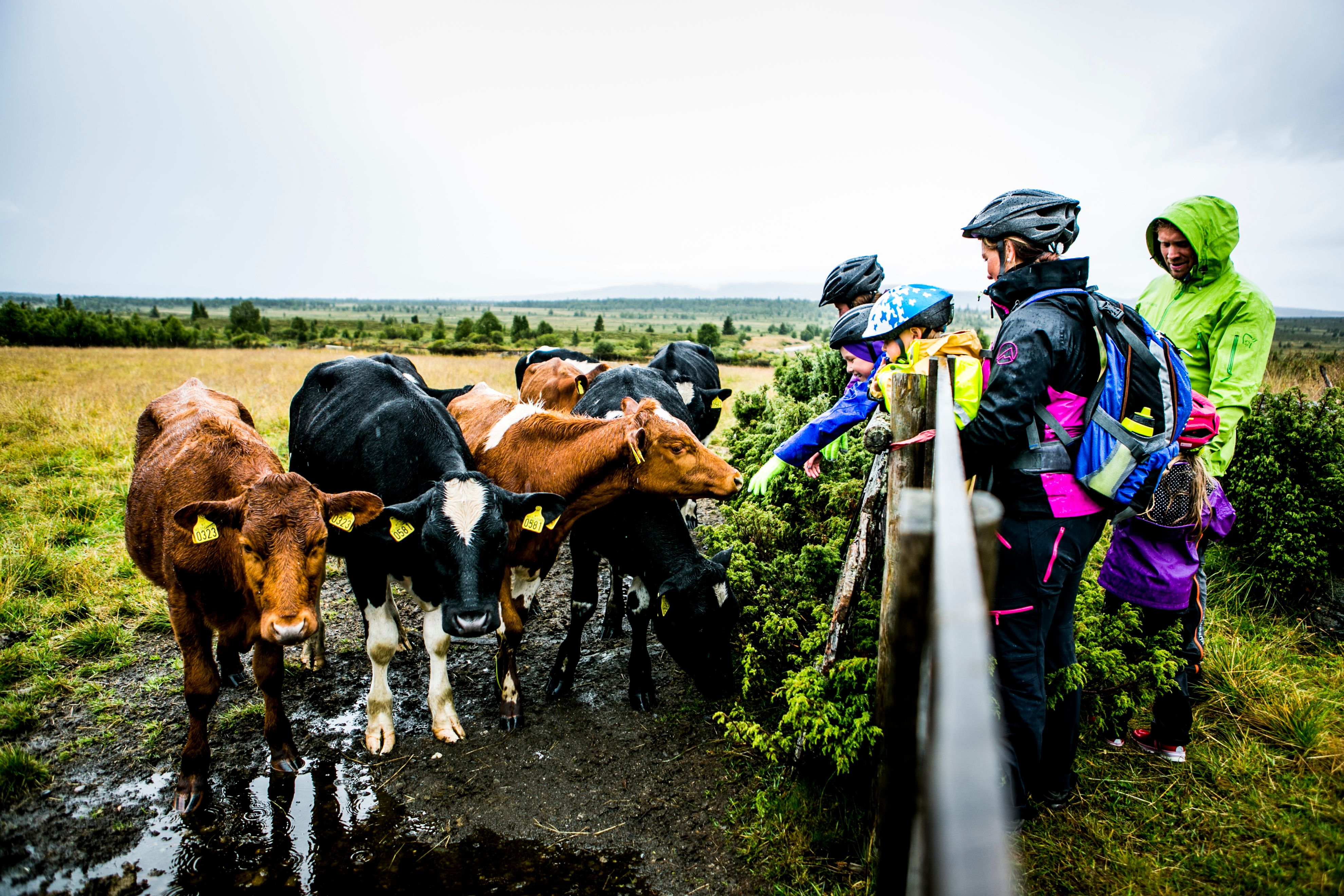 Cyclists with helmets greeting cows on Mjølkevegen in Valdres, Eastern Norway