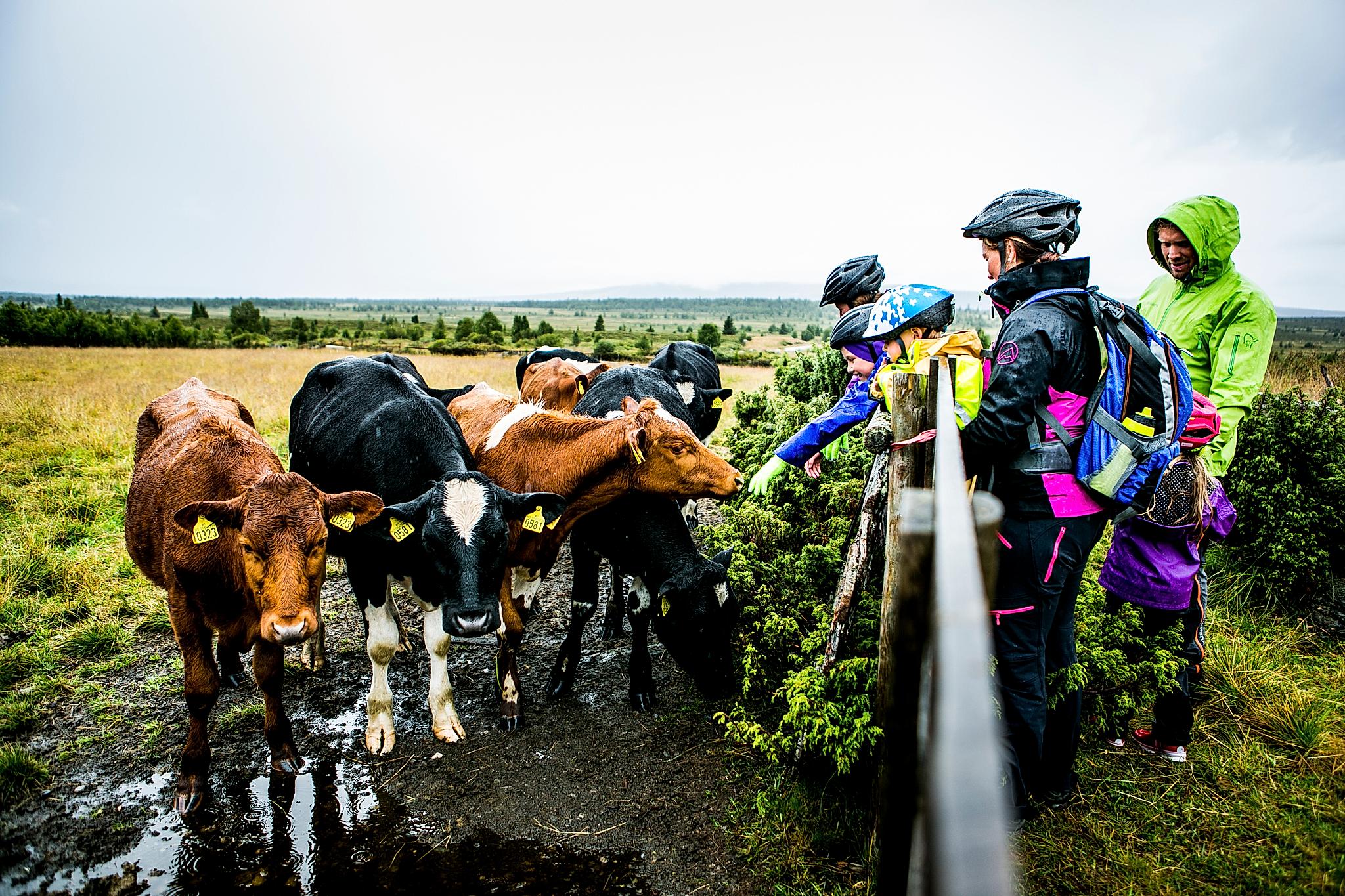 Cyclists with helmets greeting cows on Mjølkevegen in Valdres, Eastern Norway