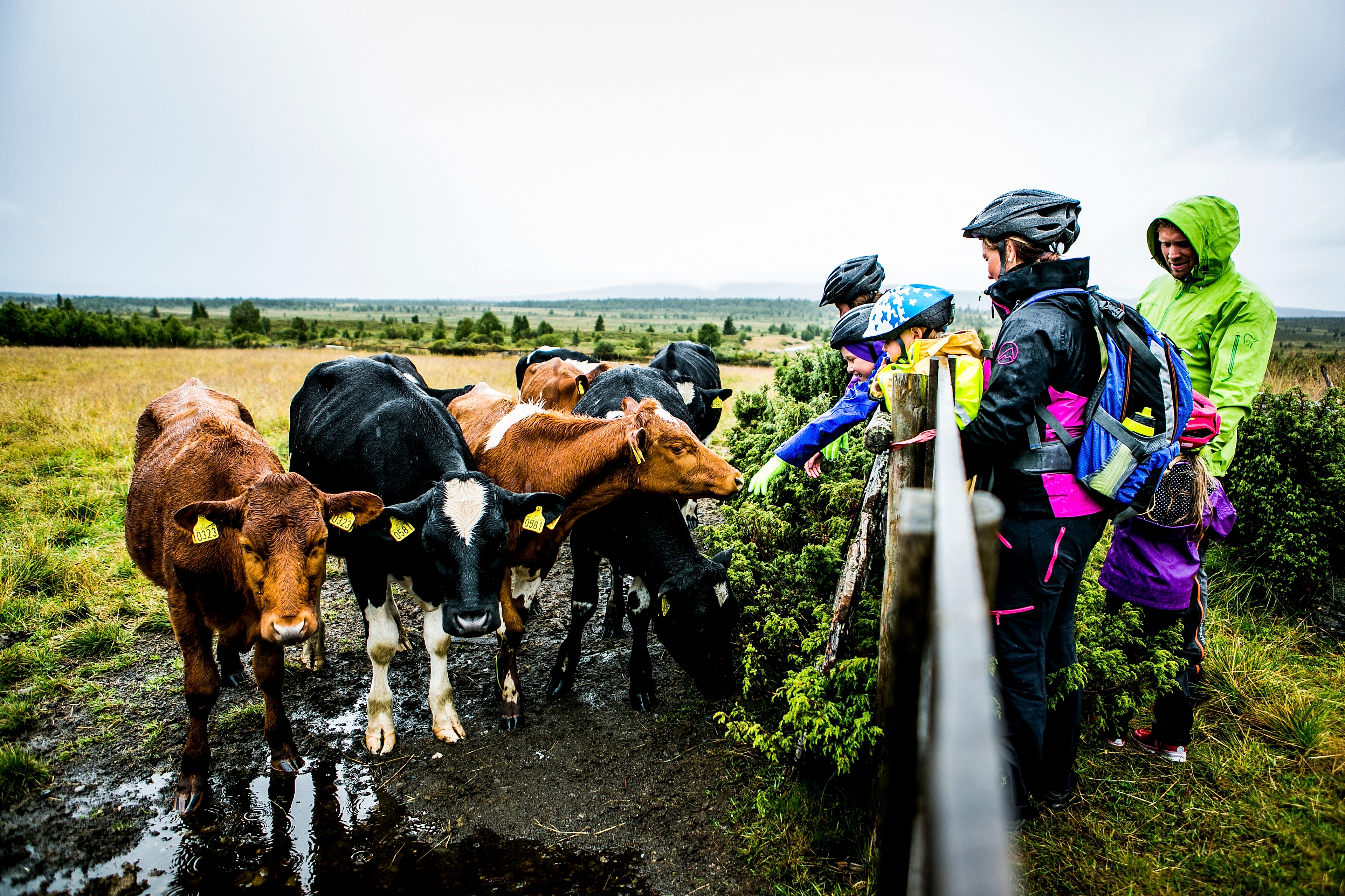 Cyclists with helmets greeting cows on Mjølkevegen in Valdres, Eastern Norway