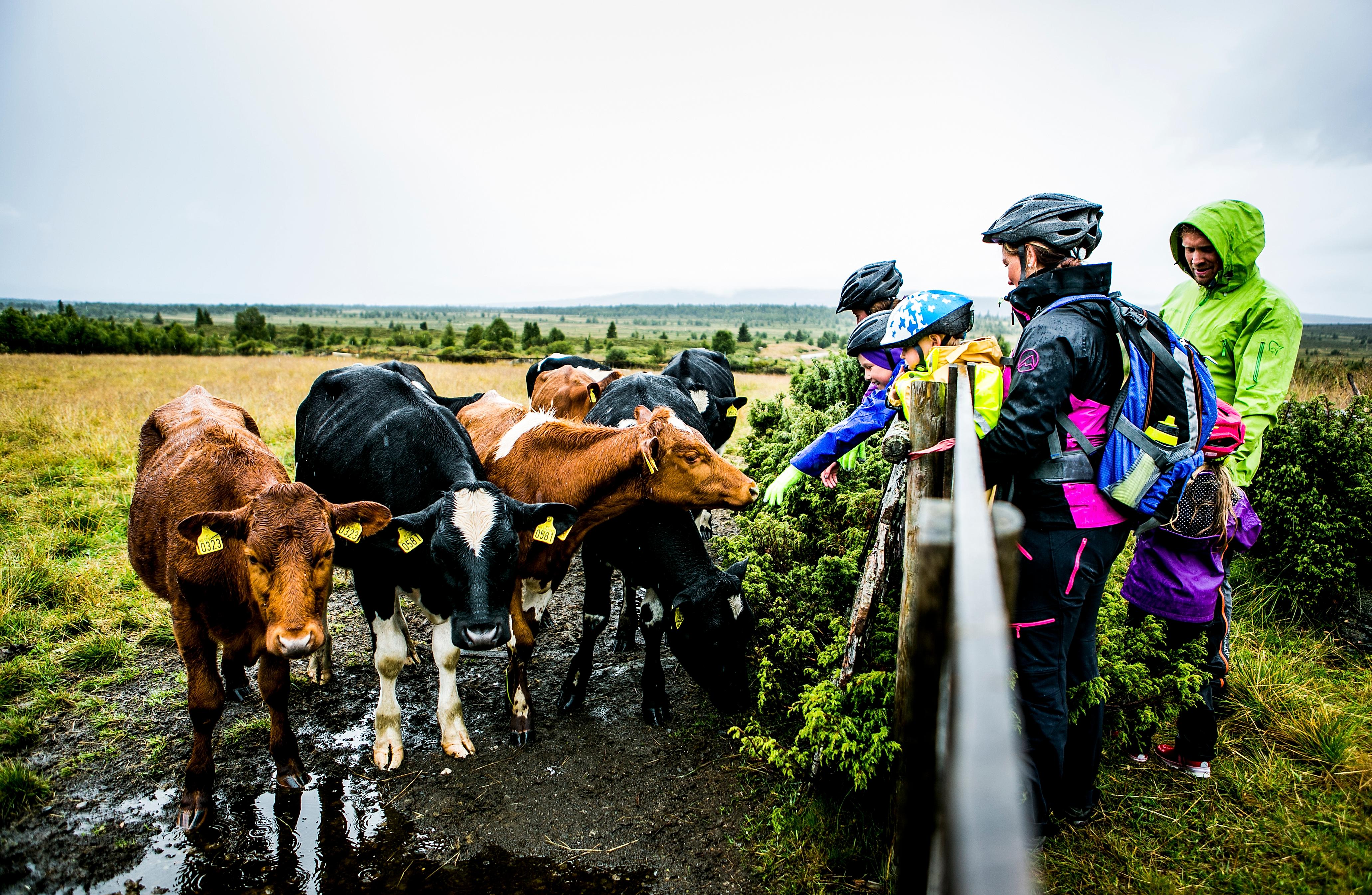Cyclists with helmets greeting cows on Mjølkevegen in Valdres, Eastern Norway