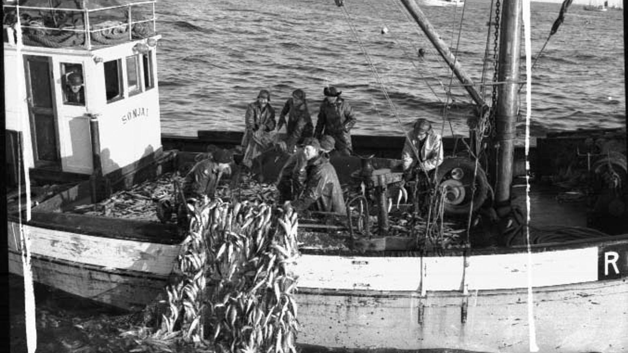 Herring being loaded onto the boat Sonja in 1950 in Norway