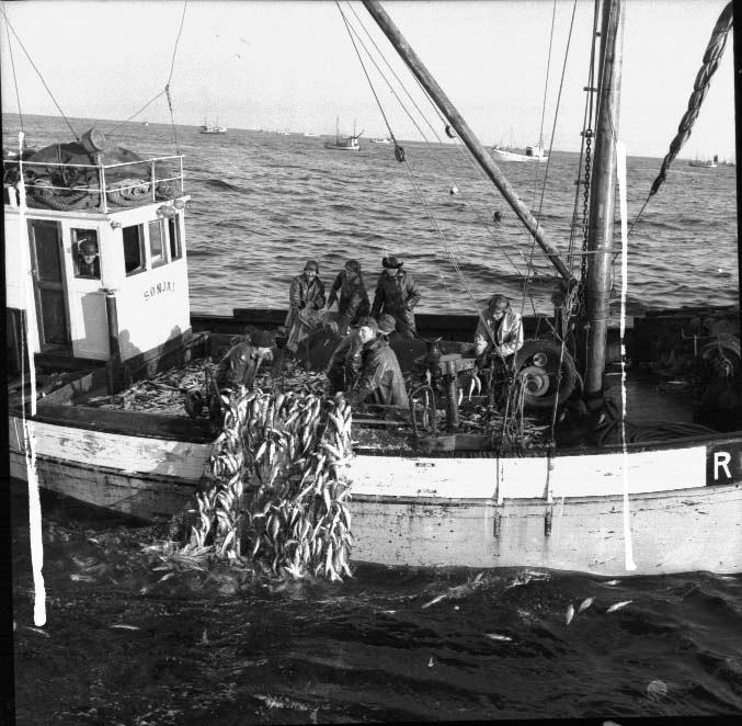 Herring being loaded onto the boat Sonja in 1950 in Norway