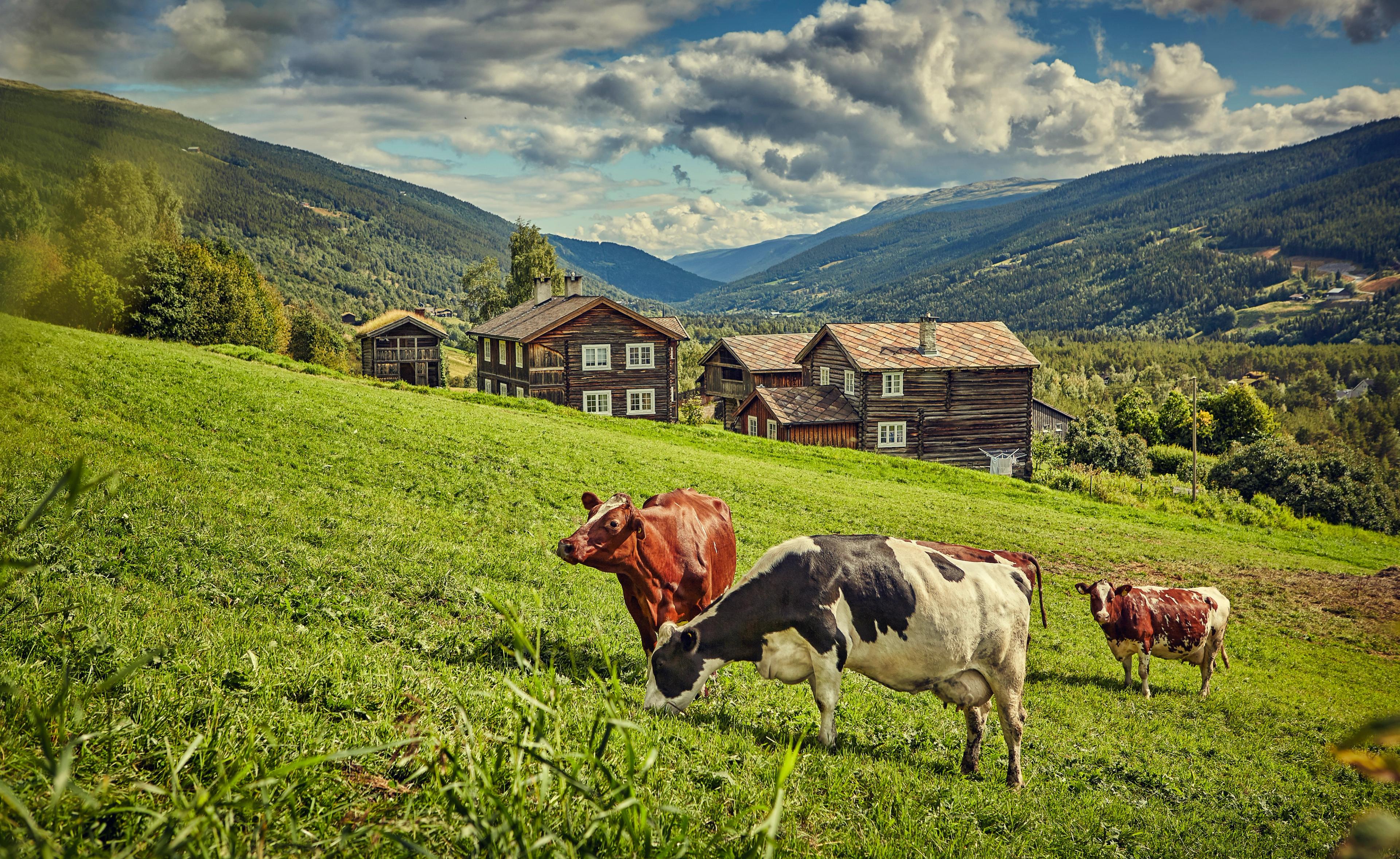 The mountain farm Heidal Ysteri in the Gudbrandsdalen Valley of Eastern Norway