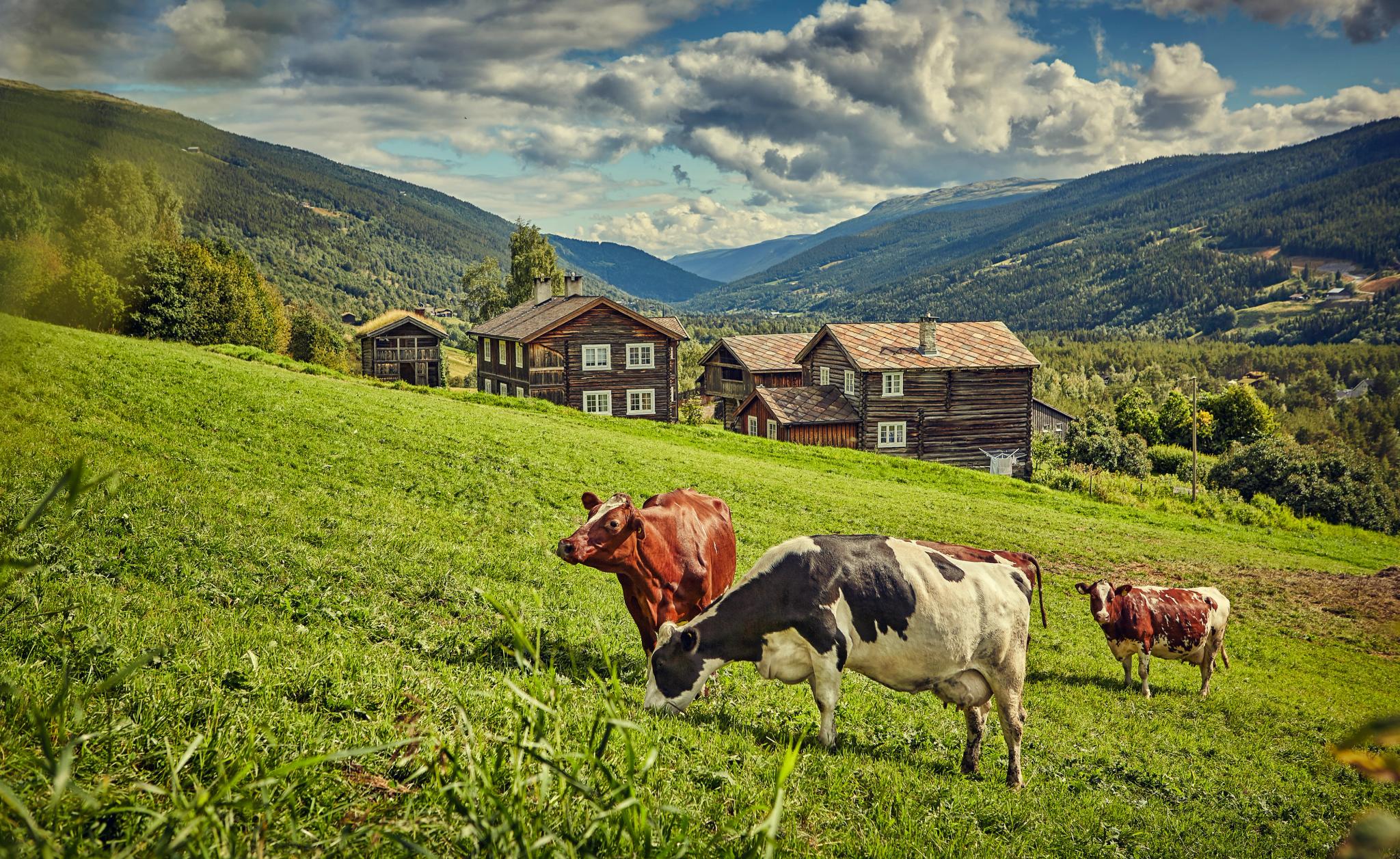 The mountain farm Heidal Ysteri in the Gudbrandsdalen Valley of Eastern Norway